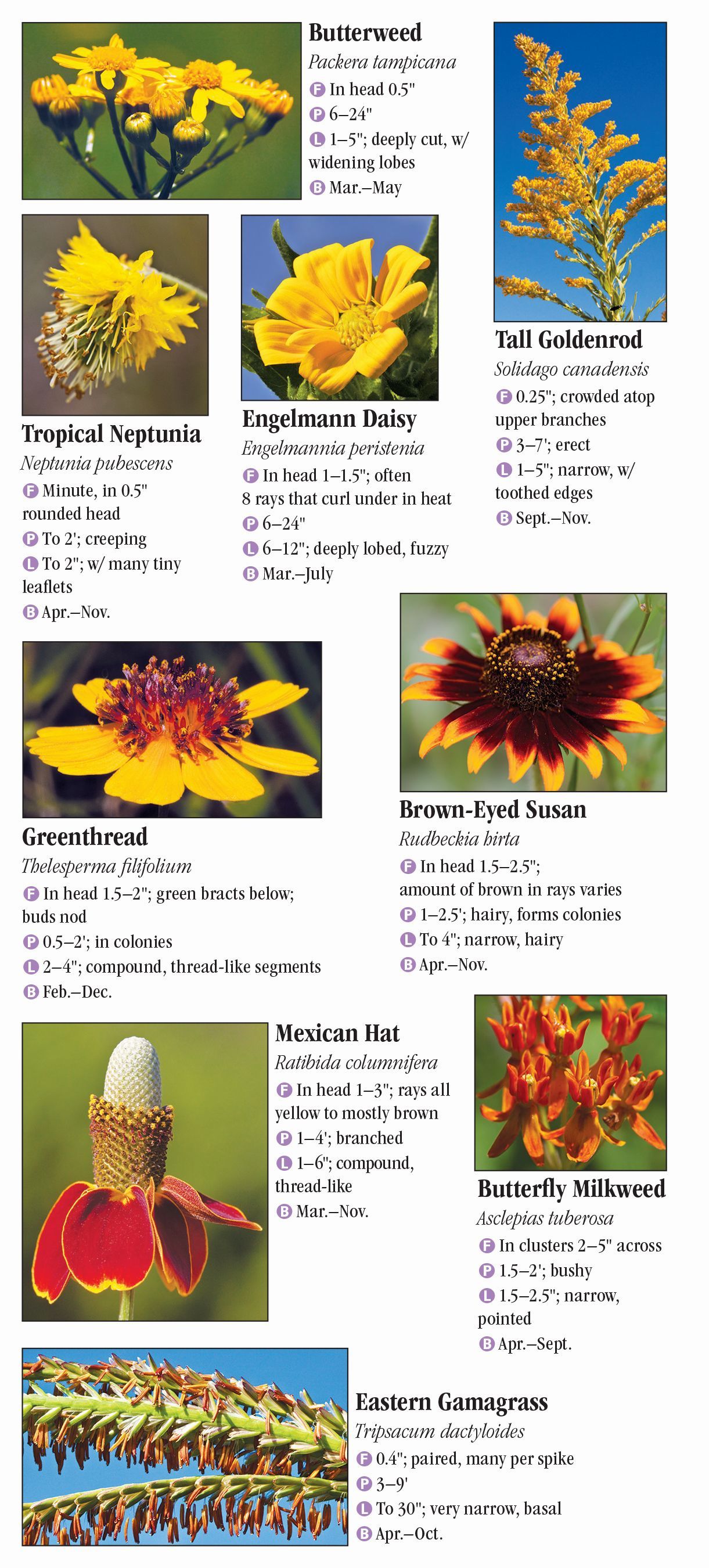 Wildflowers of Southeast Texas – Quick Reference Publishing