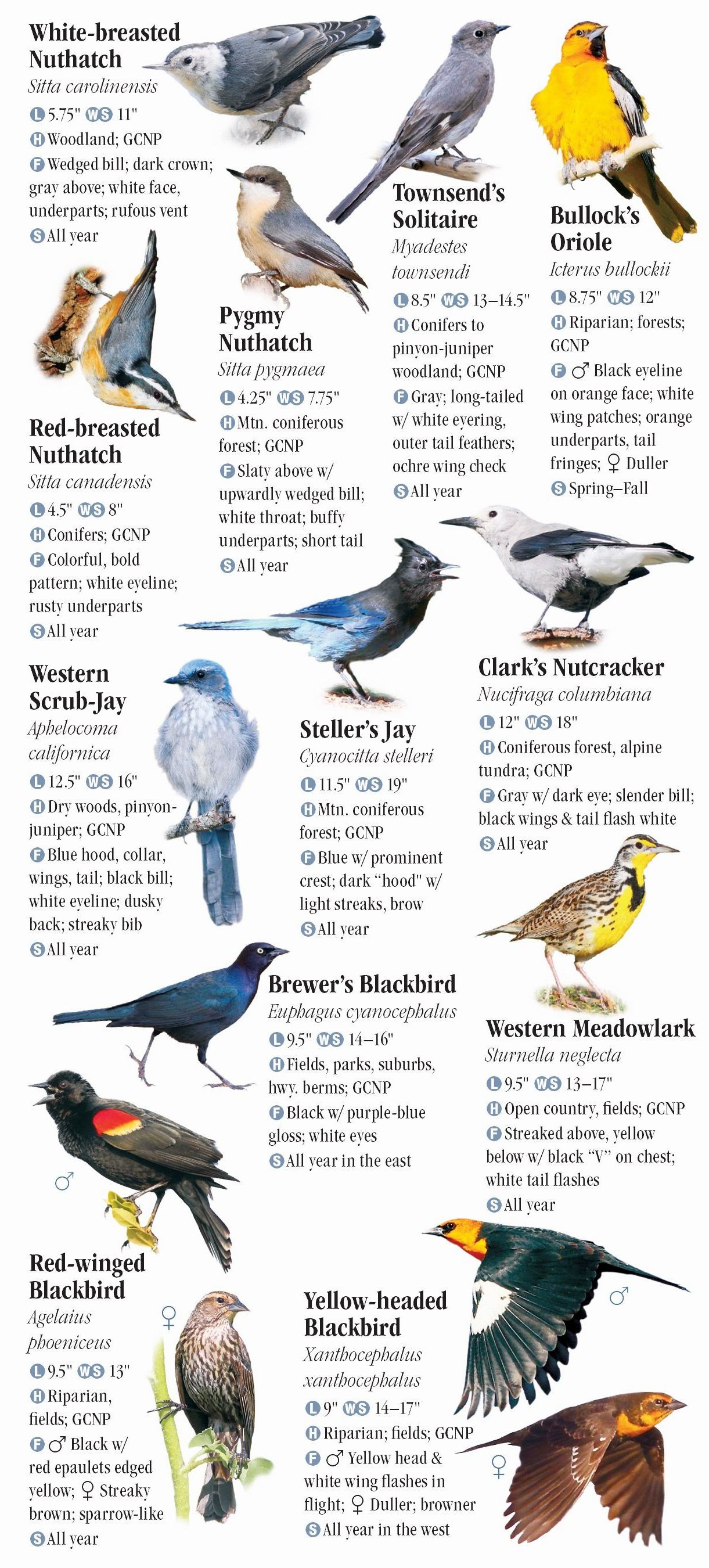 Birds of Northern Arizona including Flagstaff, Sedona, and Grand Canyon ...