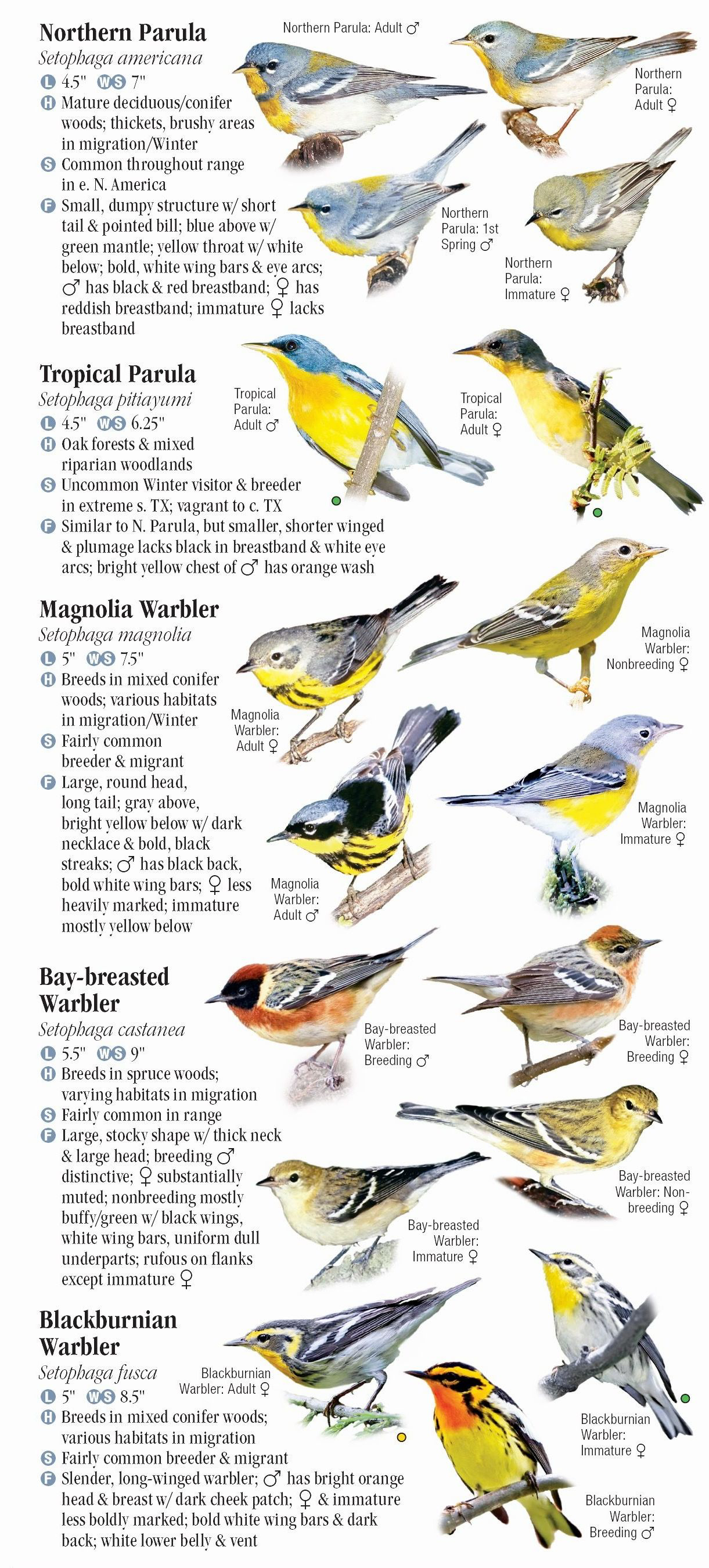 Warblers of North America – Quick Reference Publishing