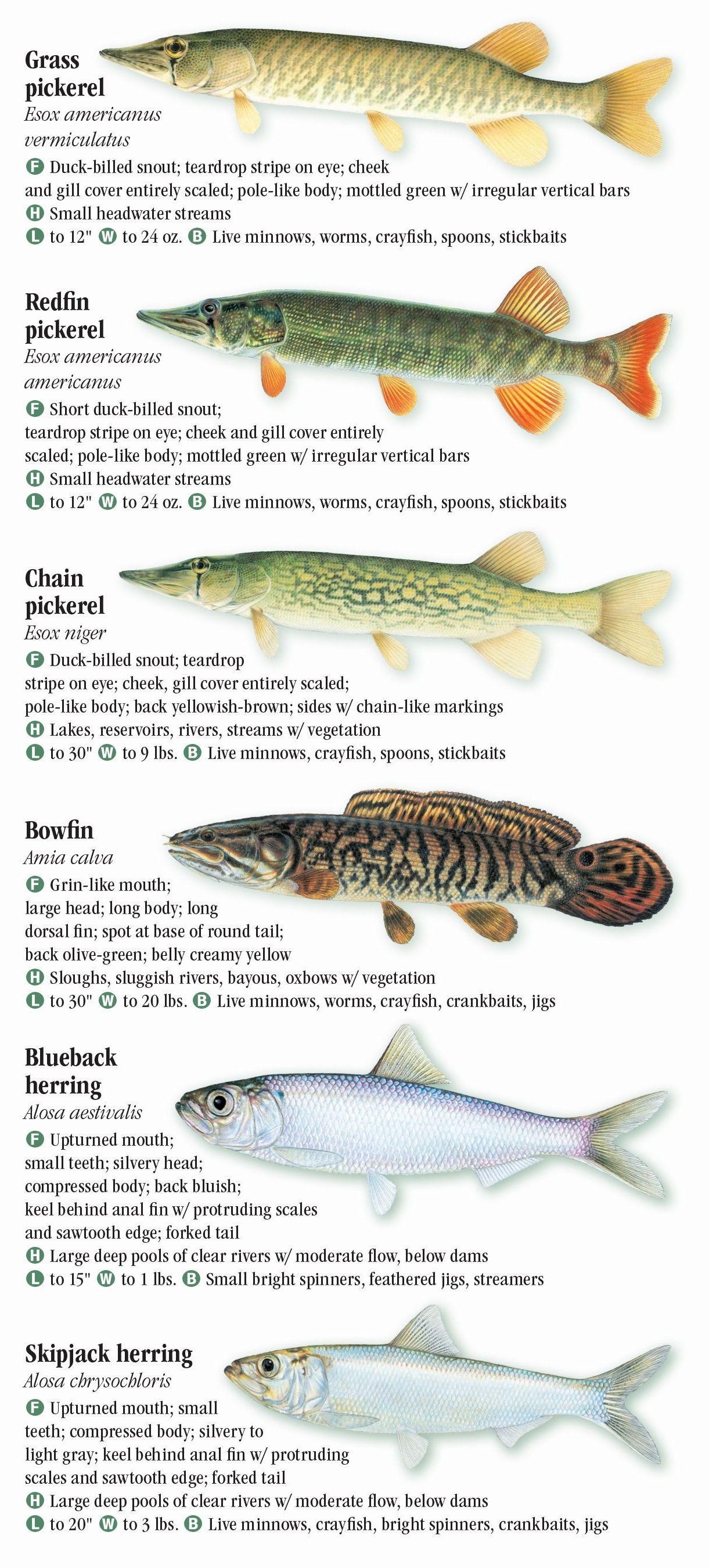 Freshwater Fishes of Florida – Quick Reference Publishing Wholesale