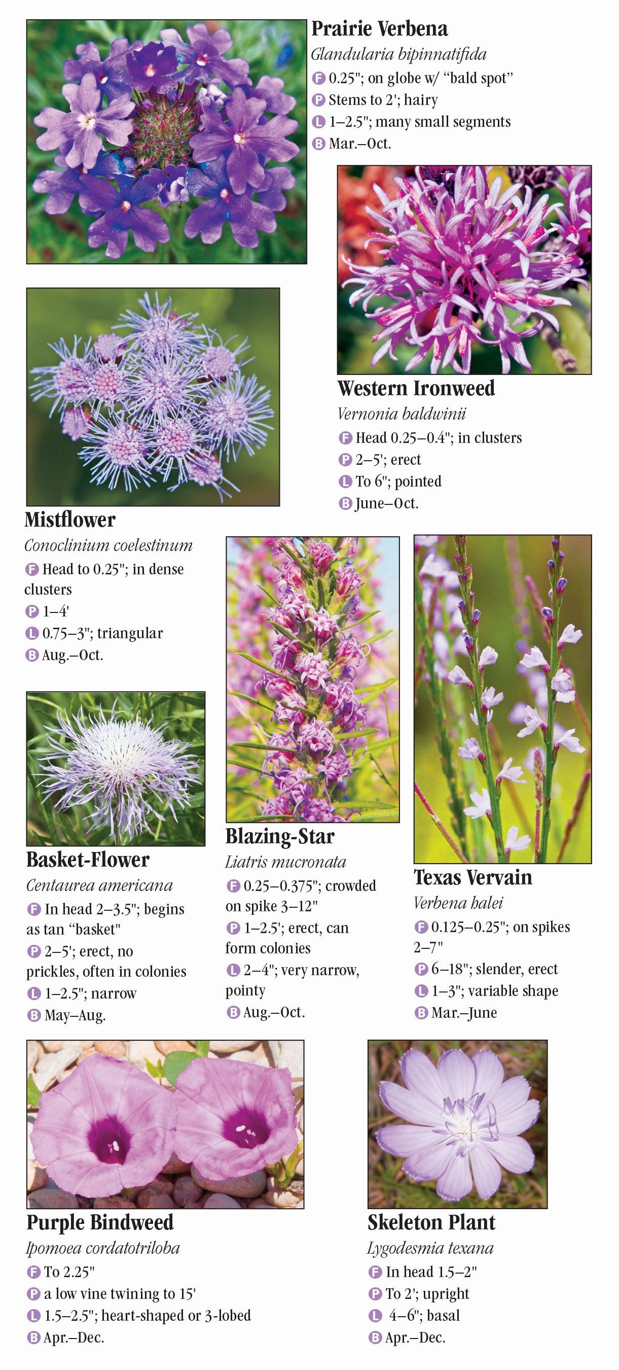 Wildflowers of North Texas – Quick Reference Publishing