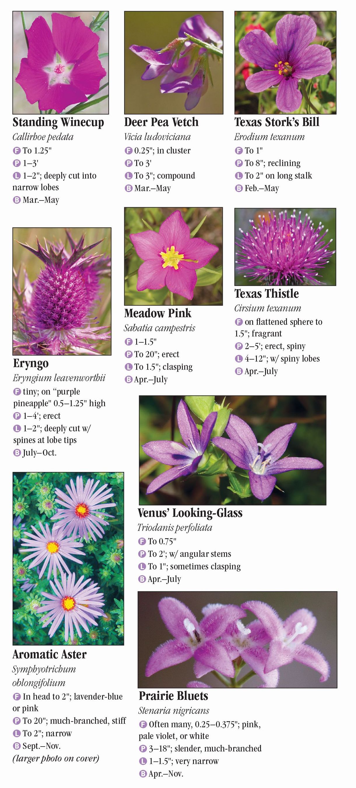 Wildflowers of North Texas – Quick Reference Publishing