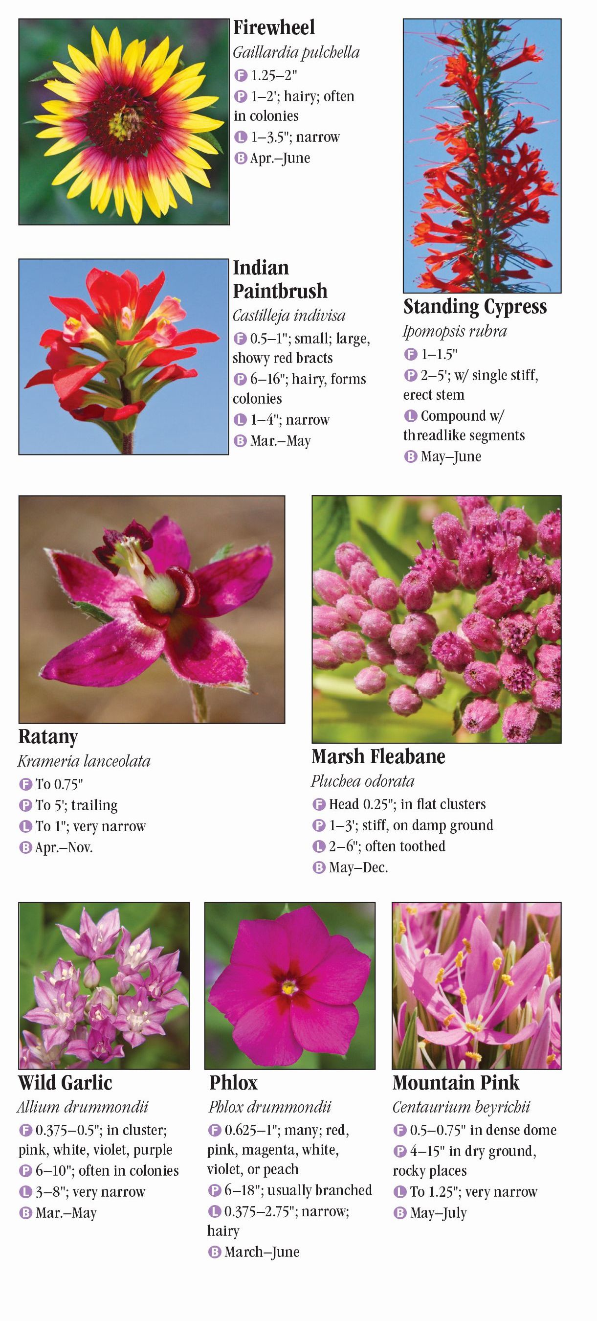 Wildflowers of North Texas – Quick Reference Publishing Wholesale