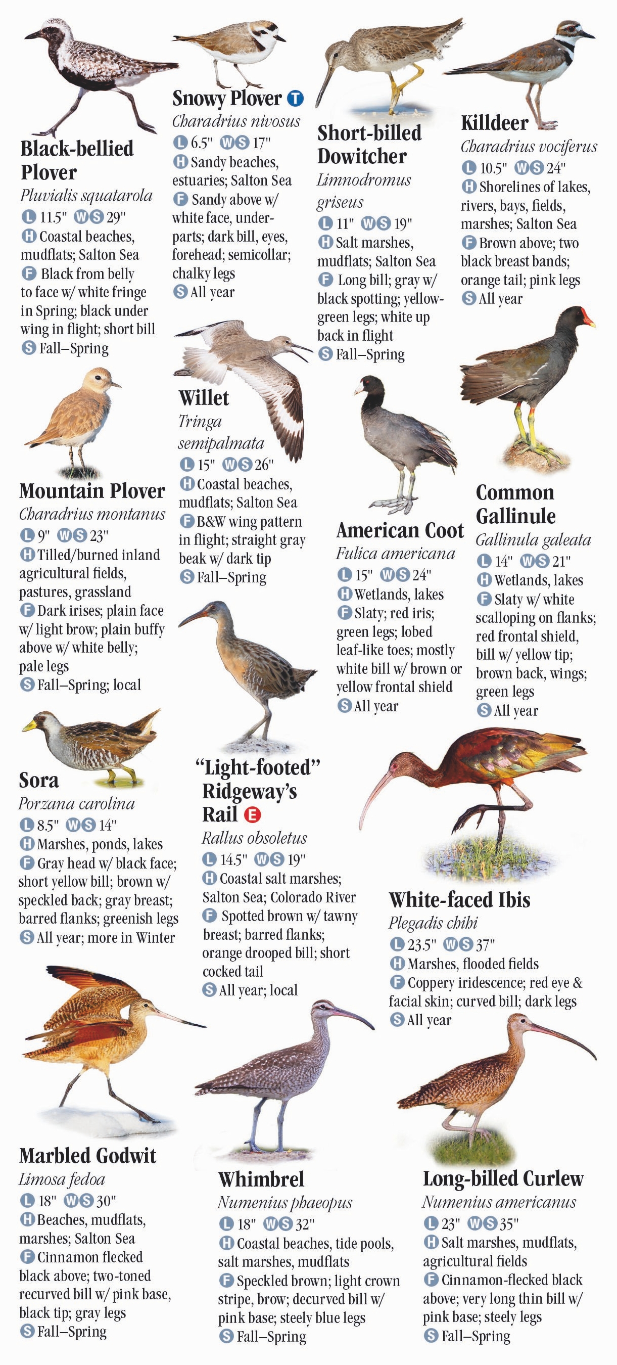 Birds of Southern California – Quick Reference Publishing Wholesale