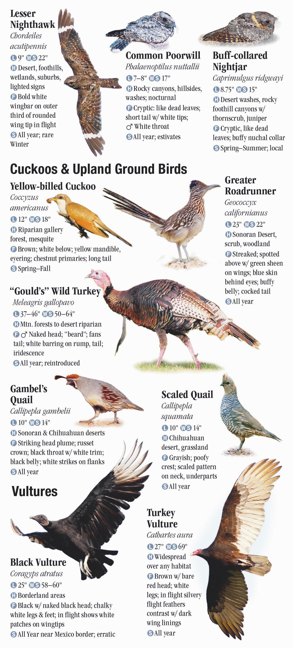 Birds of Southeast Arizona – Quick Reference Publishing
