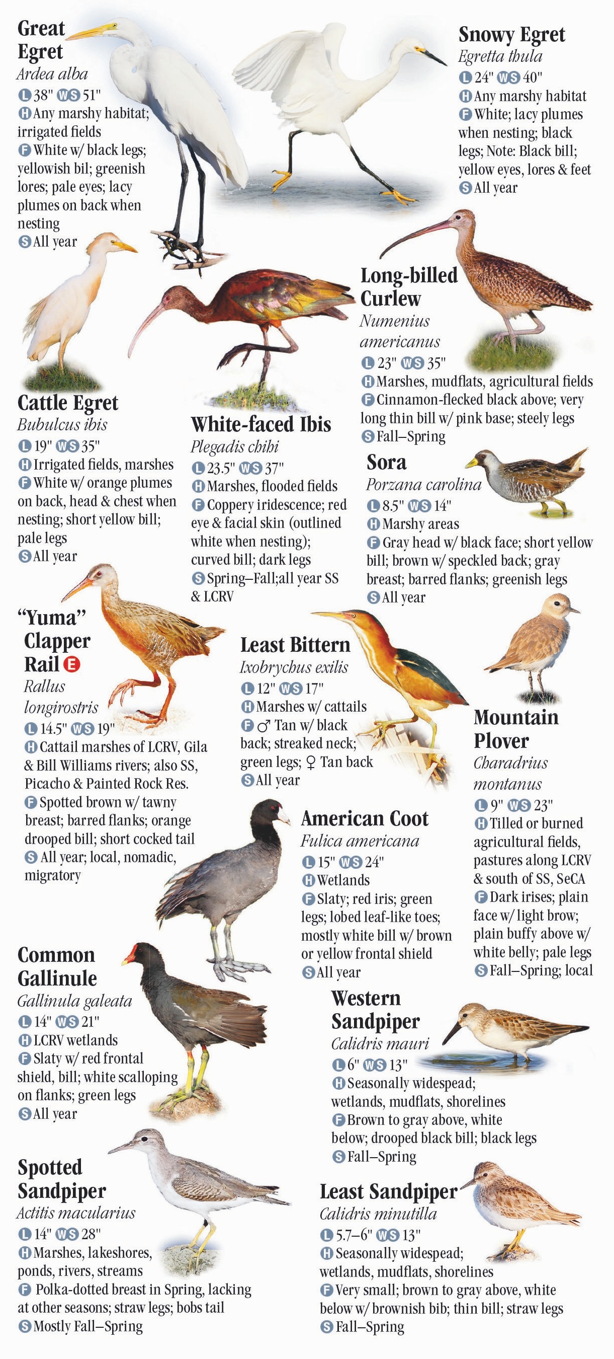 Birds of Southwest Arizona and Southeast California – Quick Reference ...