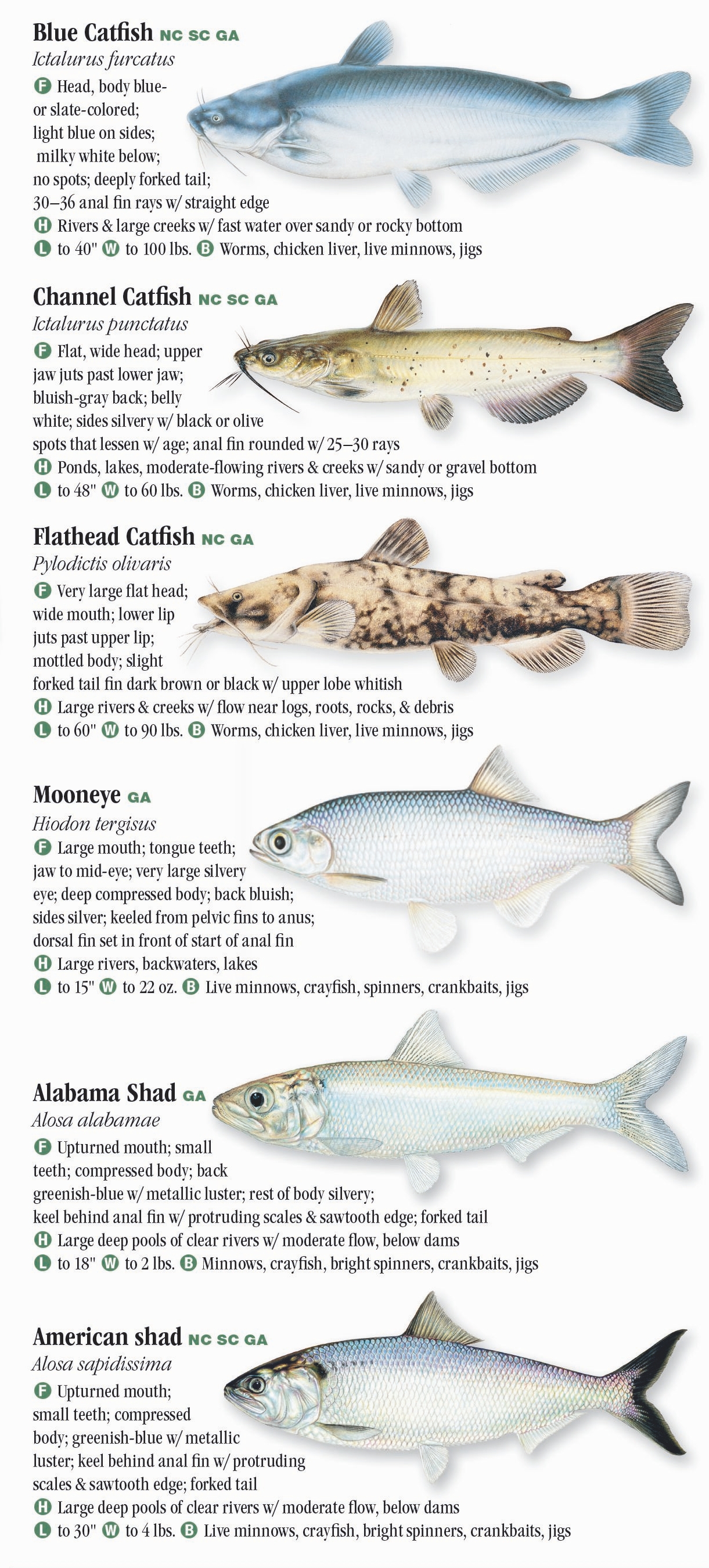 Freshwater Fishes of North Carolina, South Carolina, and Georgia ...