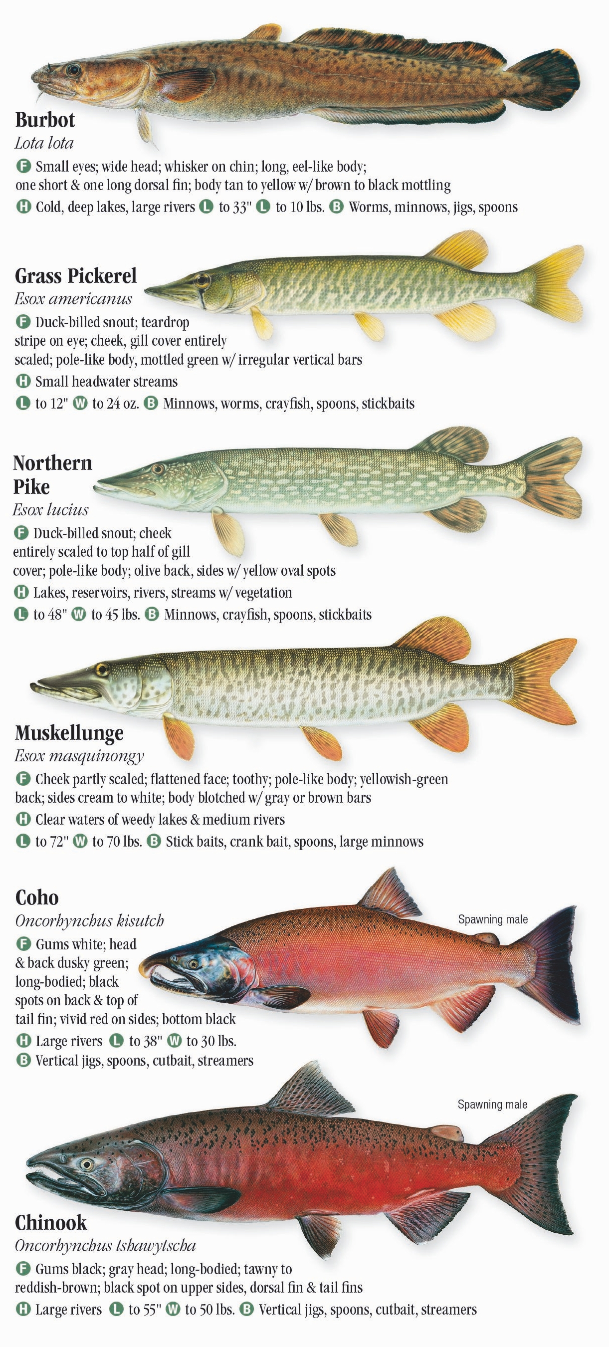 Freshwater Fishes of Ohio Quick Reference Publishing