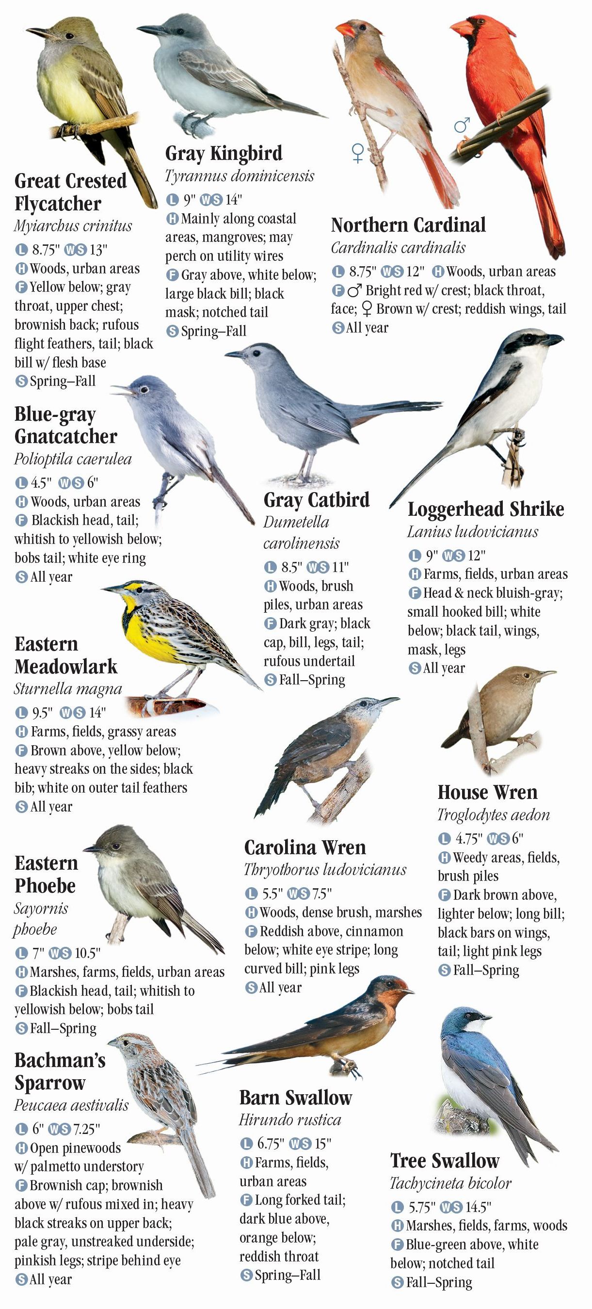 Birds of Central Florida Quick Reference Publishing