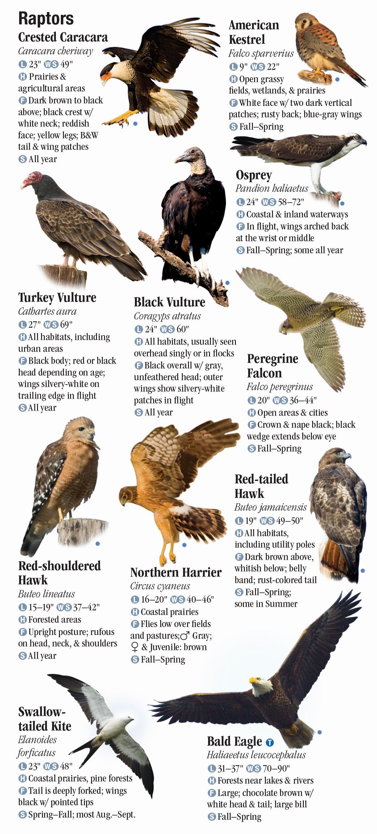 Birds of Southeast Texas and the Upper Texas Coast Quick