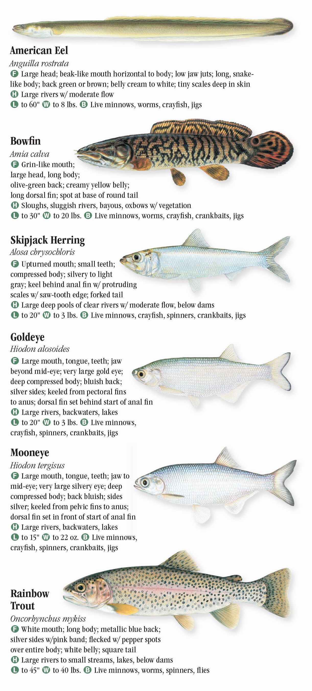Freshwater Fishes of Texas – Quick Reference Publishing Retail