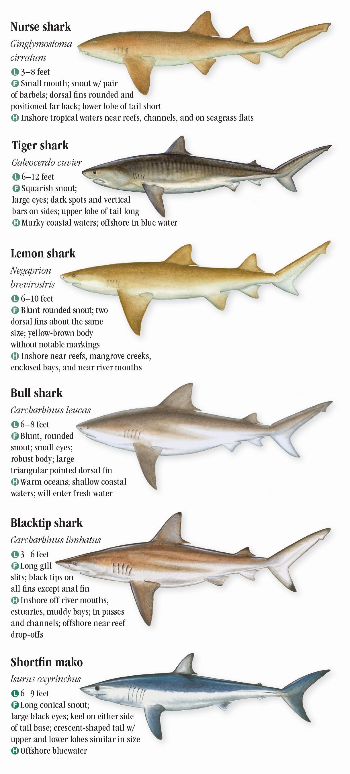 Saltwater Fishes Of Louisiana – Quick Reference Publishing