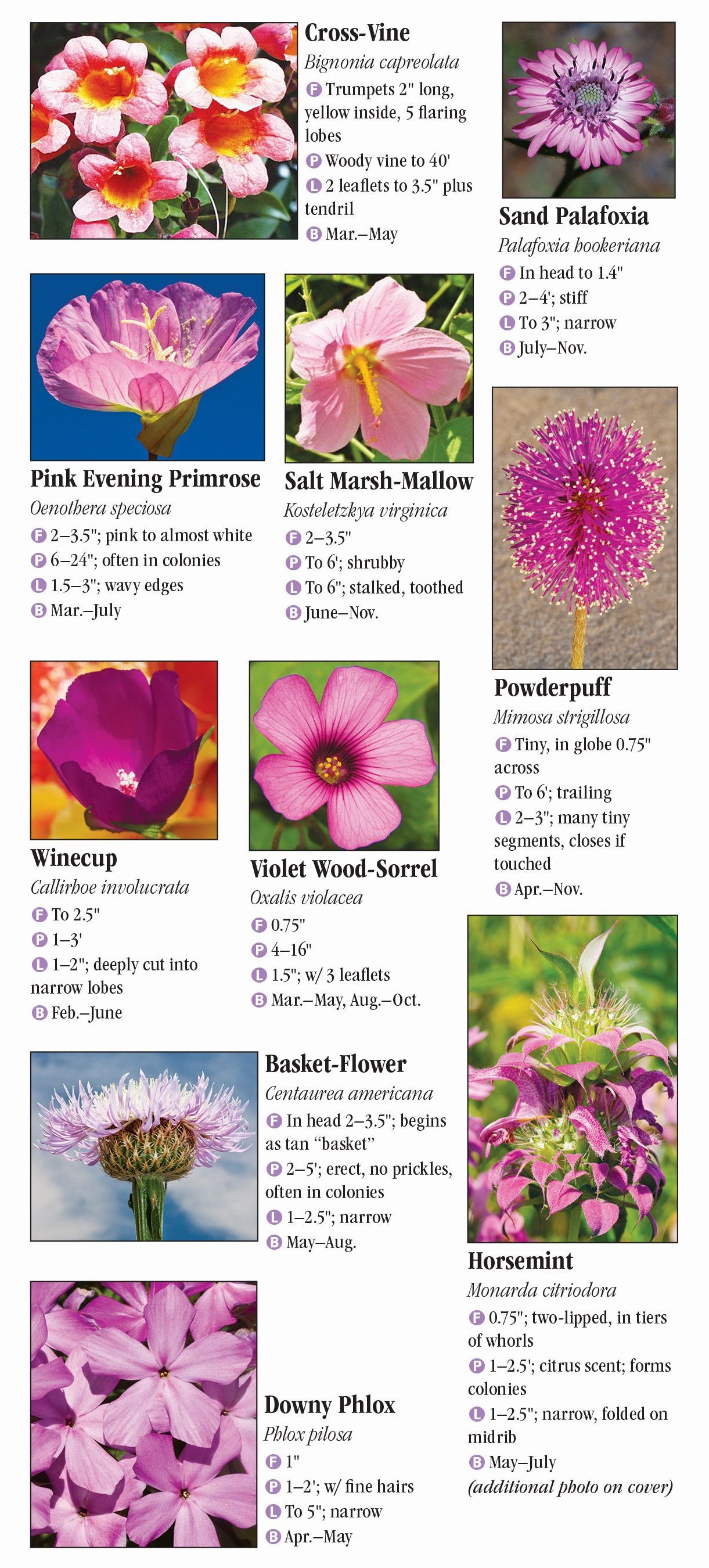 Wildflowers of Southeast Texas Quick Reference Publishing