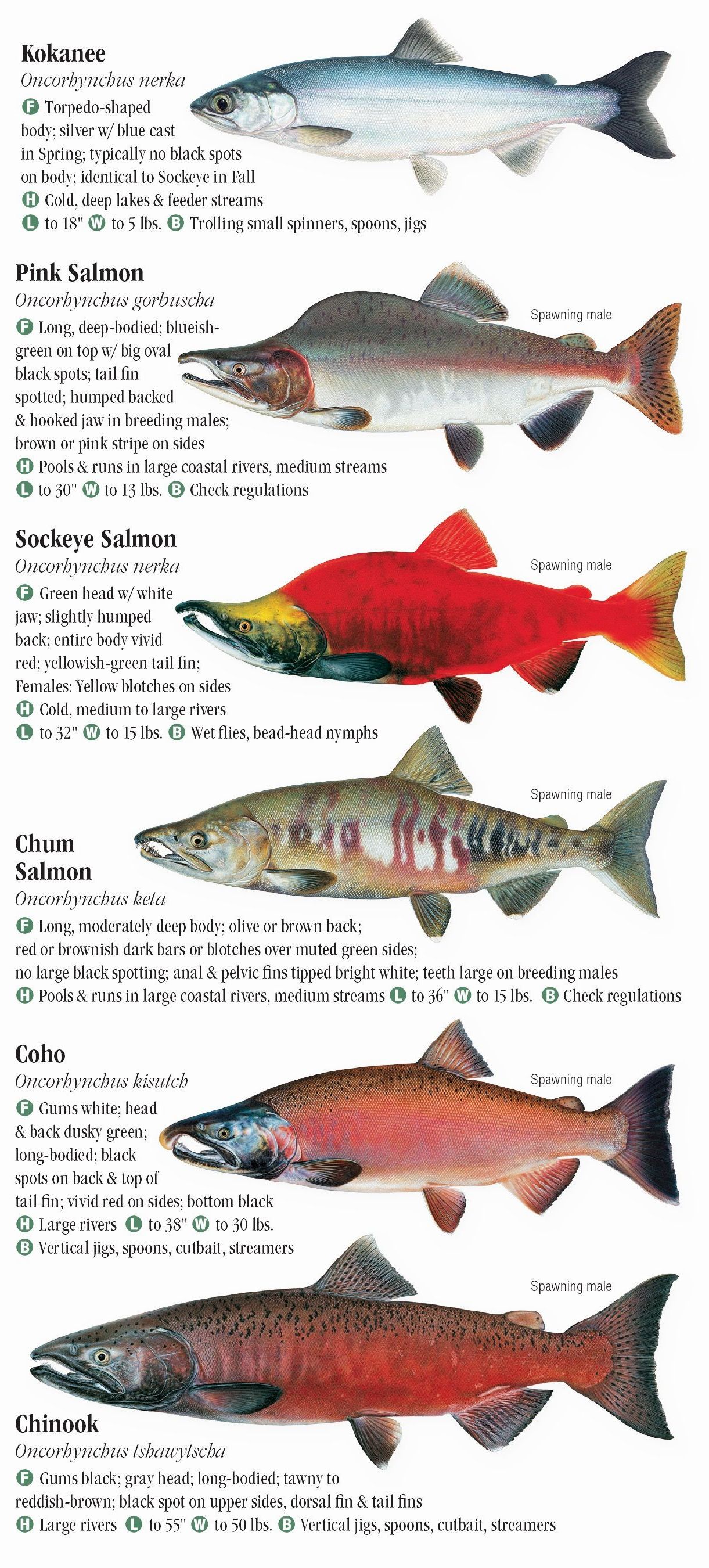 Best Fish Species  #1 List Of Freshwater Fish Species In US