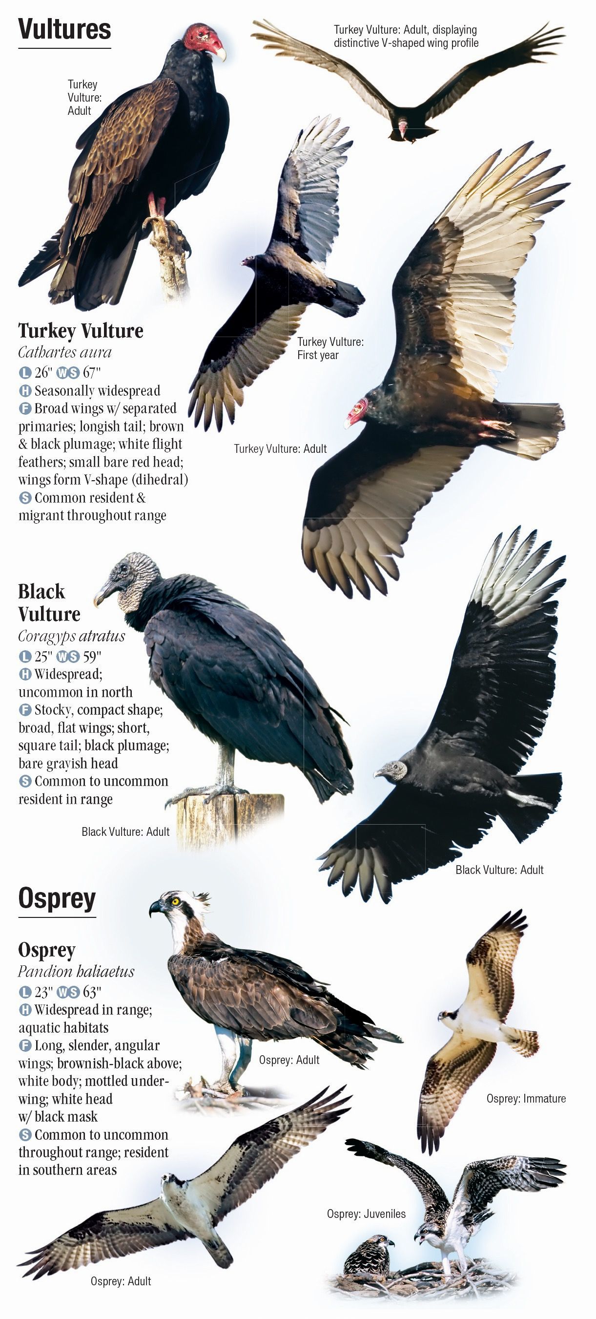 A List Of Birds Of Prey Or Raptors - WorldAtlas