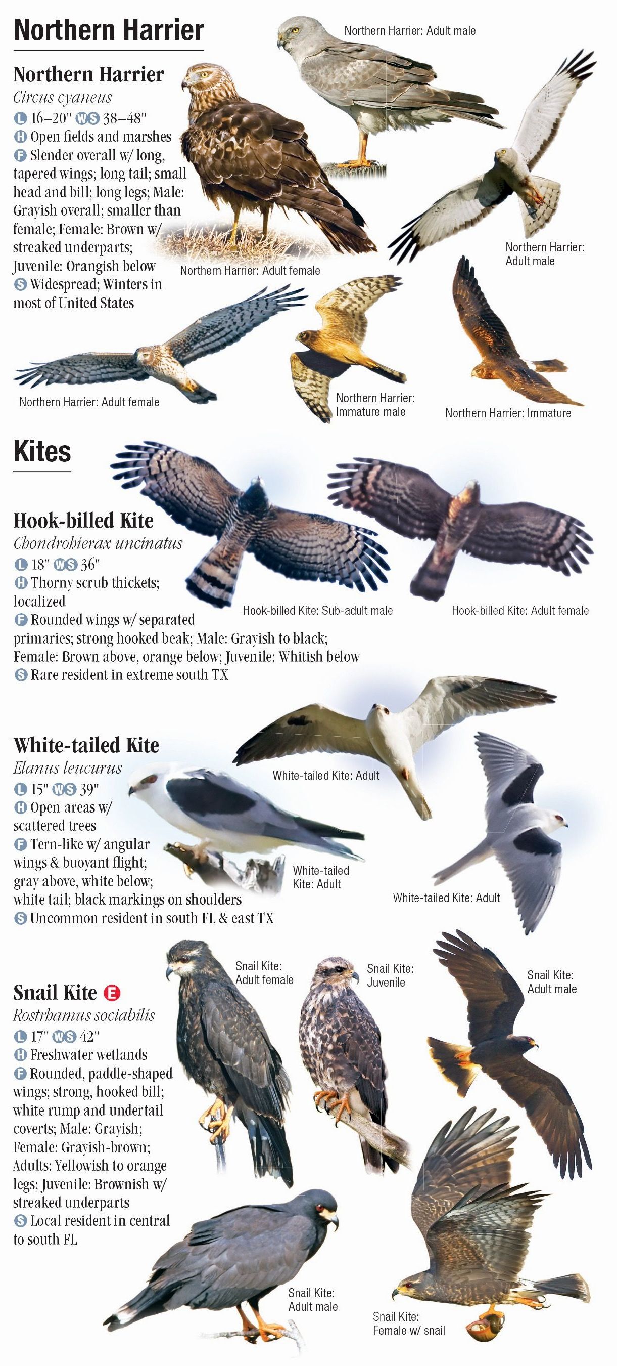 A Field Guide to Unusual Raptors of the Southern US