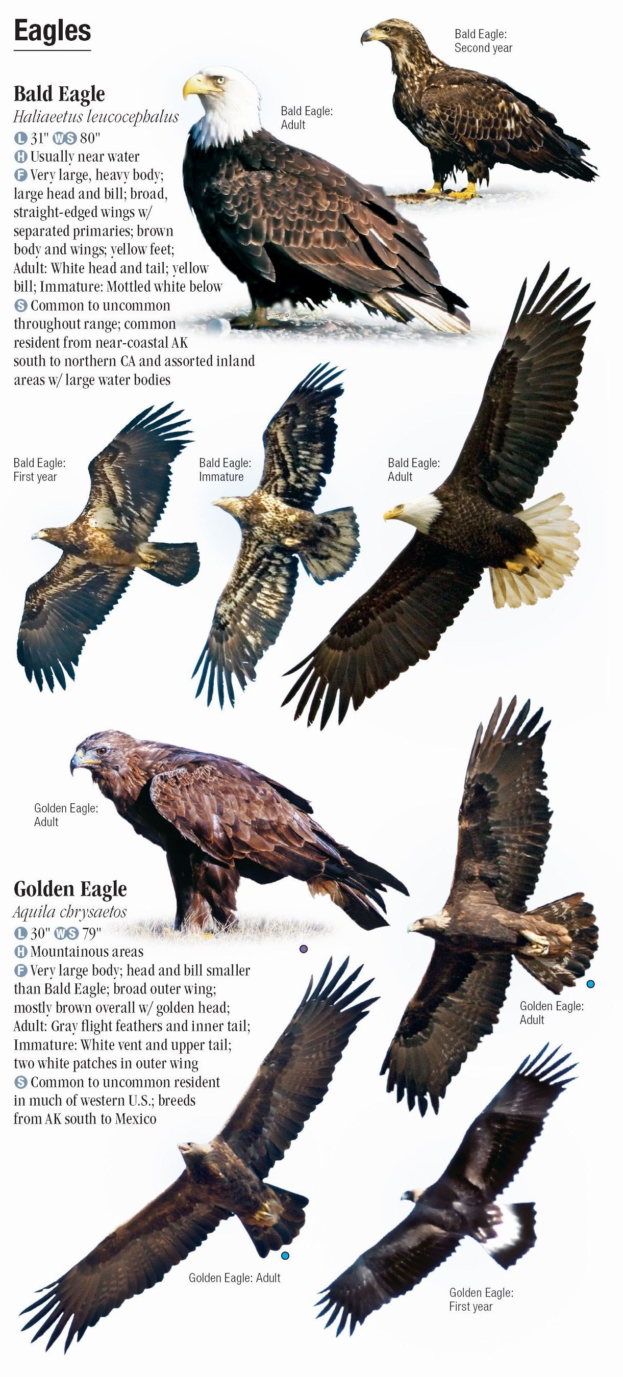 Raptors Of Western North America Quick Reference Publishing