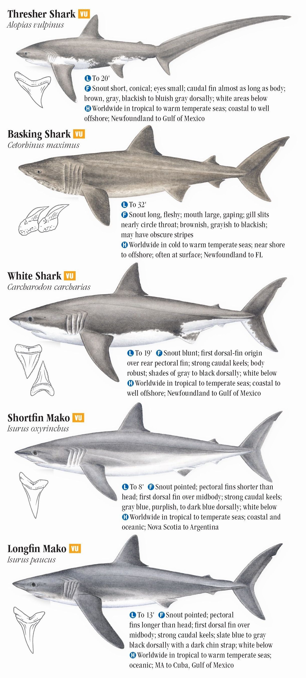 Atlantic Ocean Shark Identification Chart