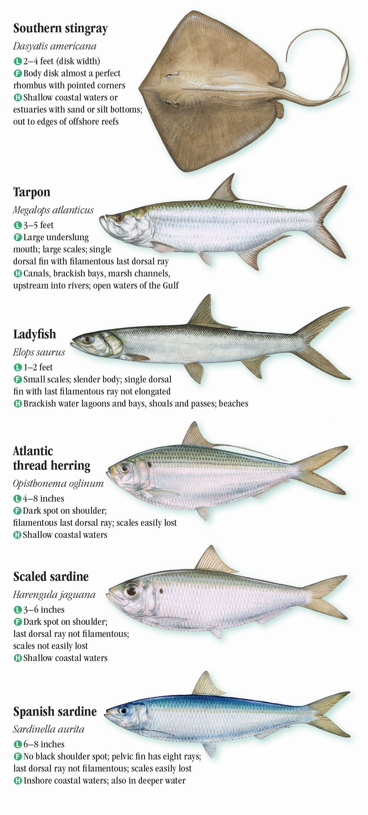 Saltwater Fish – Quick Reference Publishing Retail