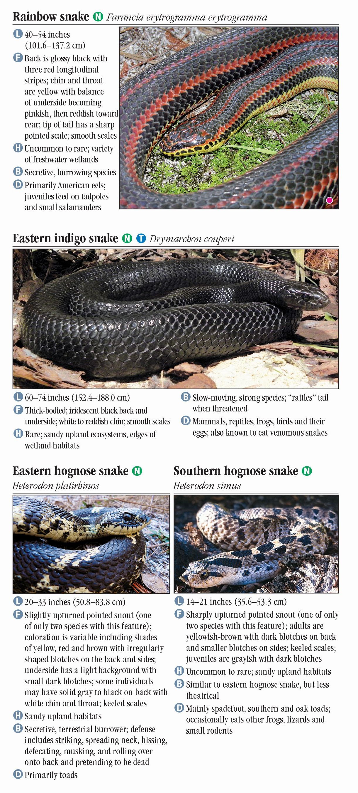 Eastern Hog-nosed Snake – Florida Snake ID Guide