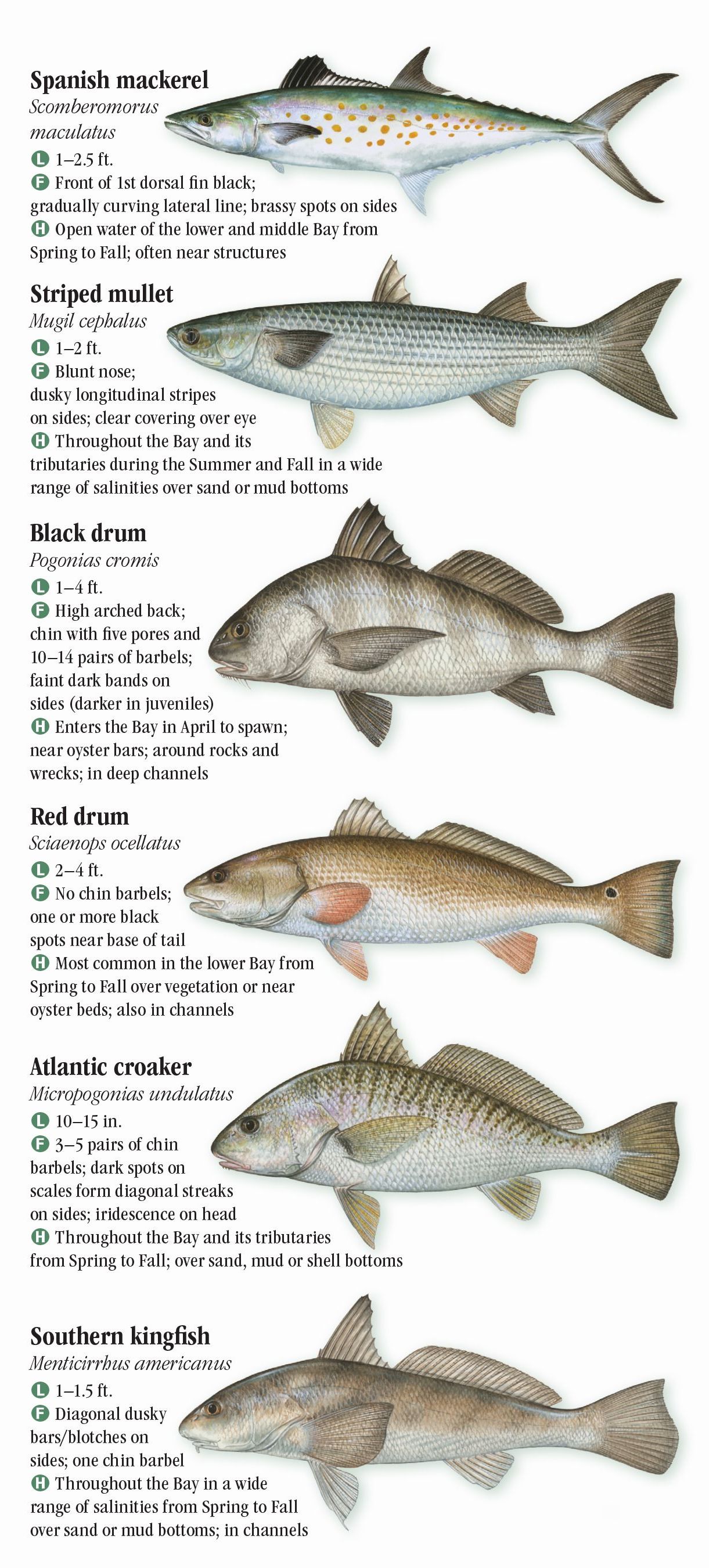 Fishes of the Chesapeake Bay Quick Reference Publishing