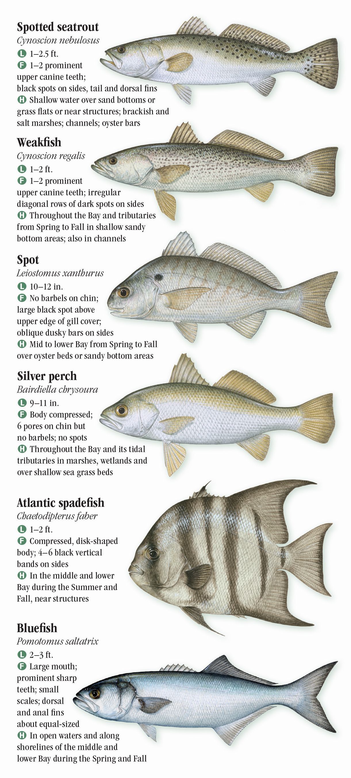 Virginia Size Chart