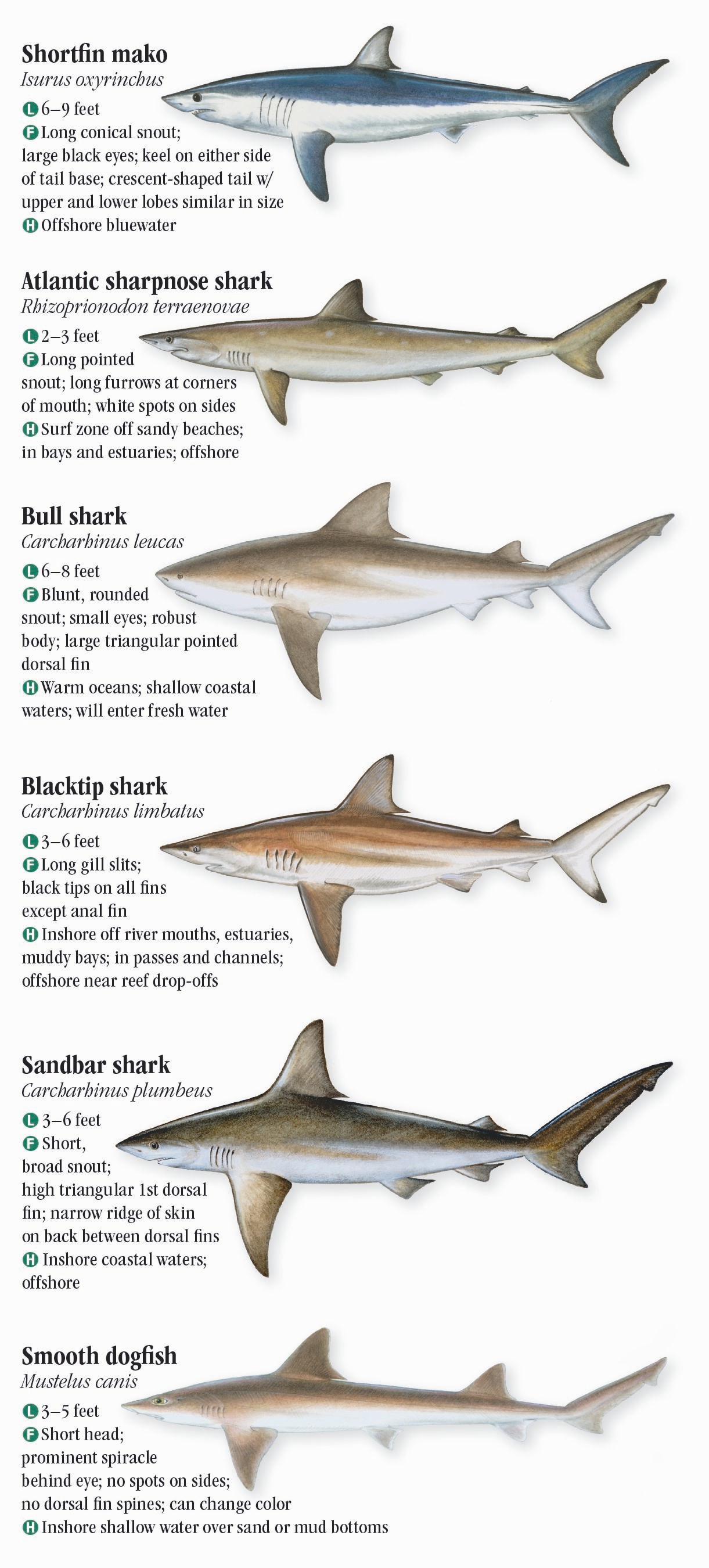 South Carolina Saltwater Fish Species Chart