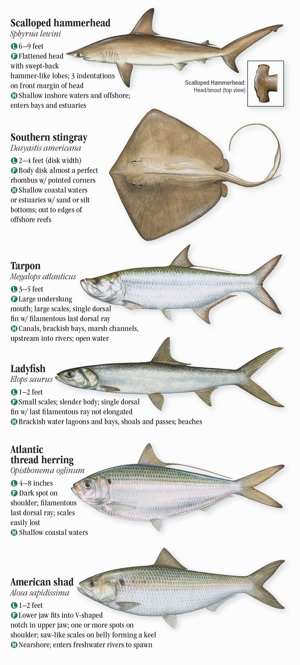 South Carolina Saltwater Fish Species Chart