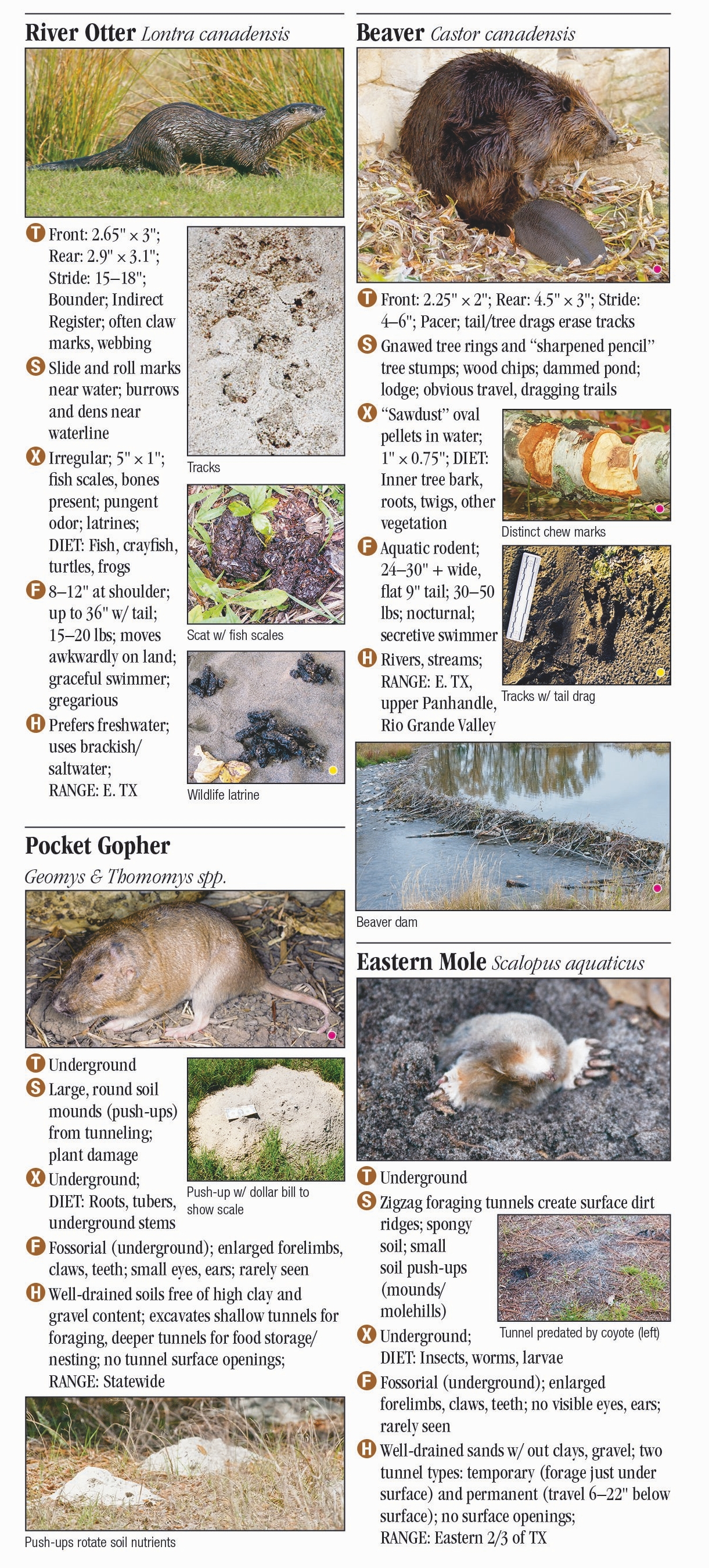 Wildlife of Texas – Tracks, Scats and Signs – Quick Reference Publishing