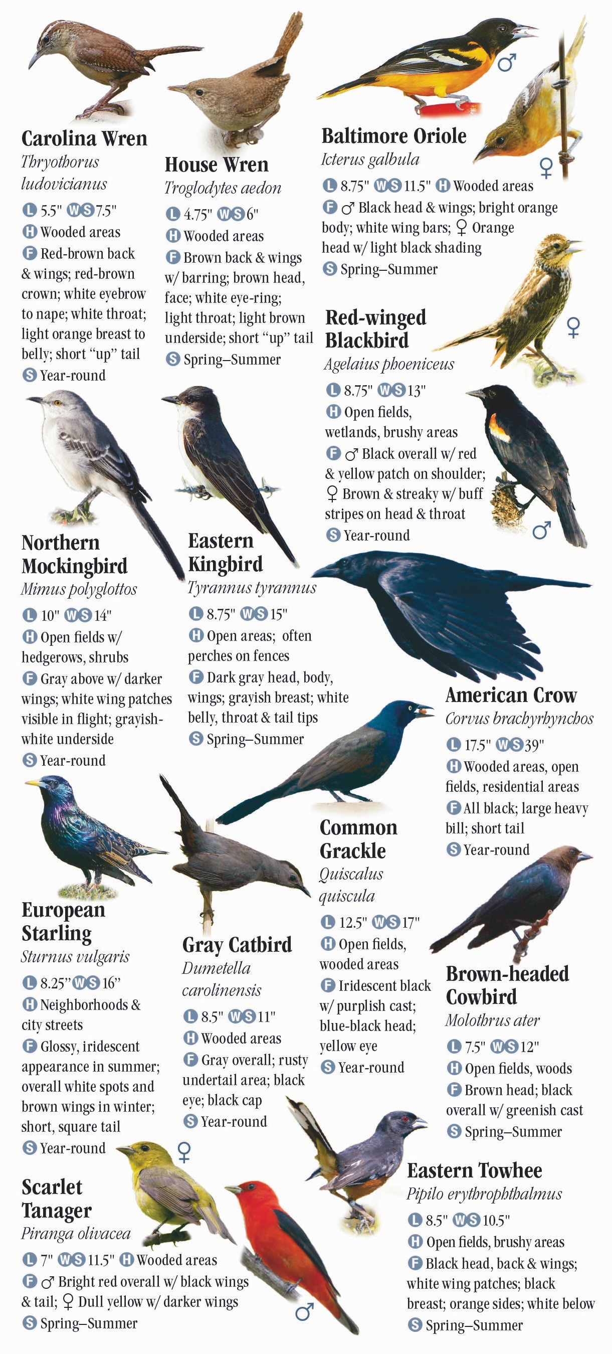 Birds of New York City, including Central Park and Long