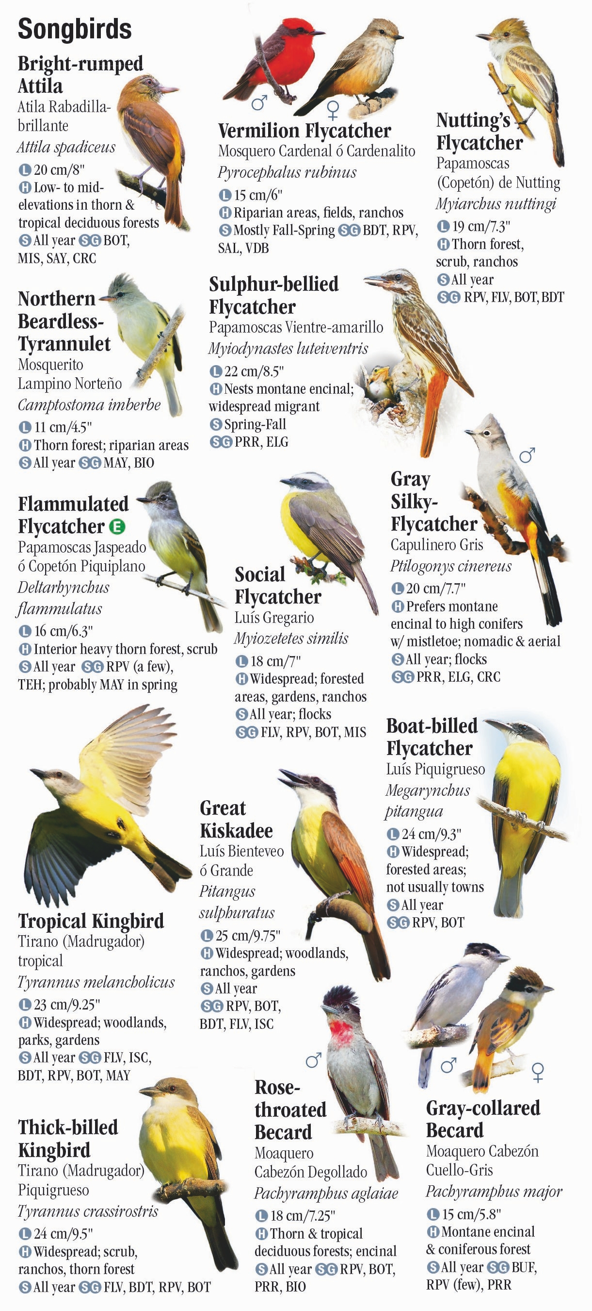 Birds of Puerto Vallarta – Quick Reference Publishing
