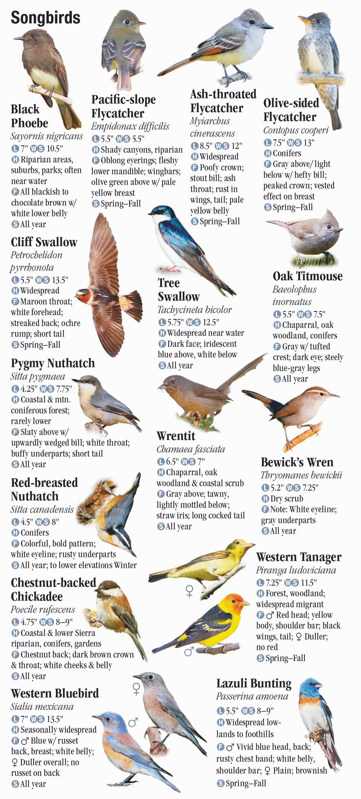 Northern California Bird Identification Chart | My XXX Hot Girl