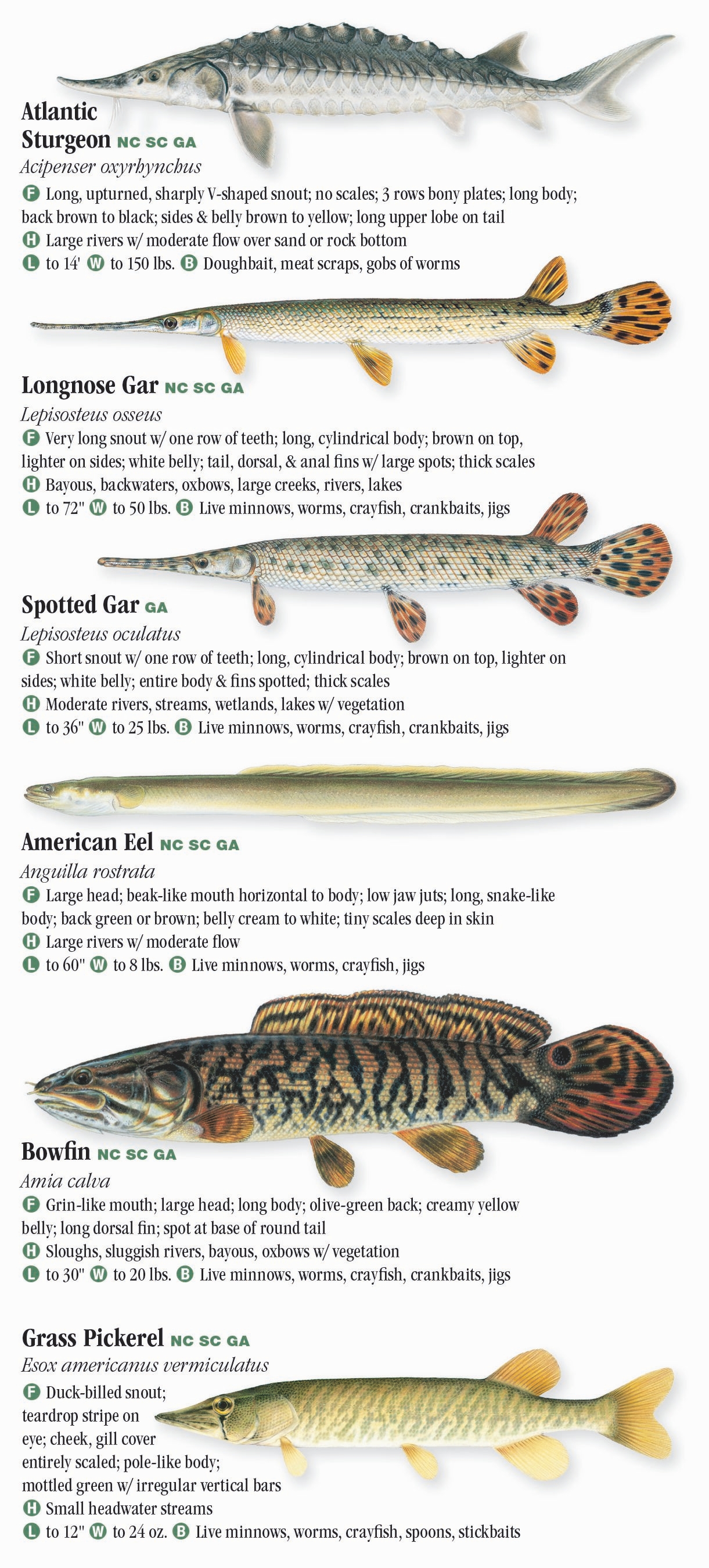 north carolina freshwater fish