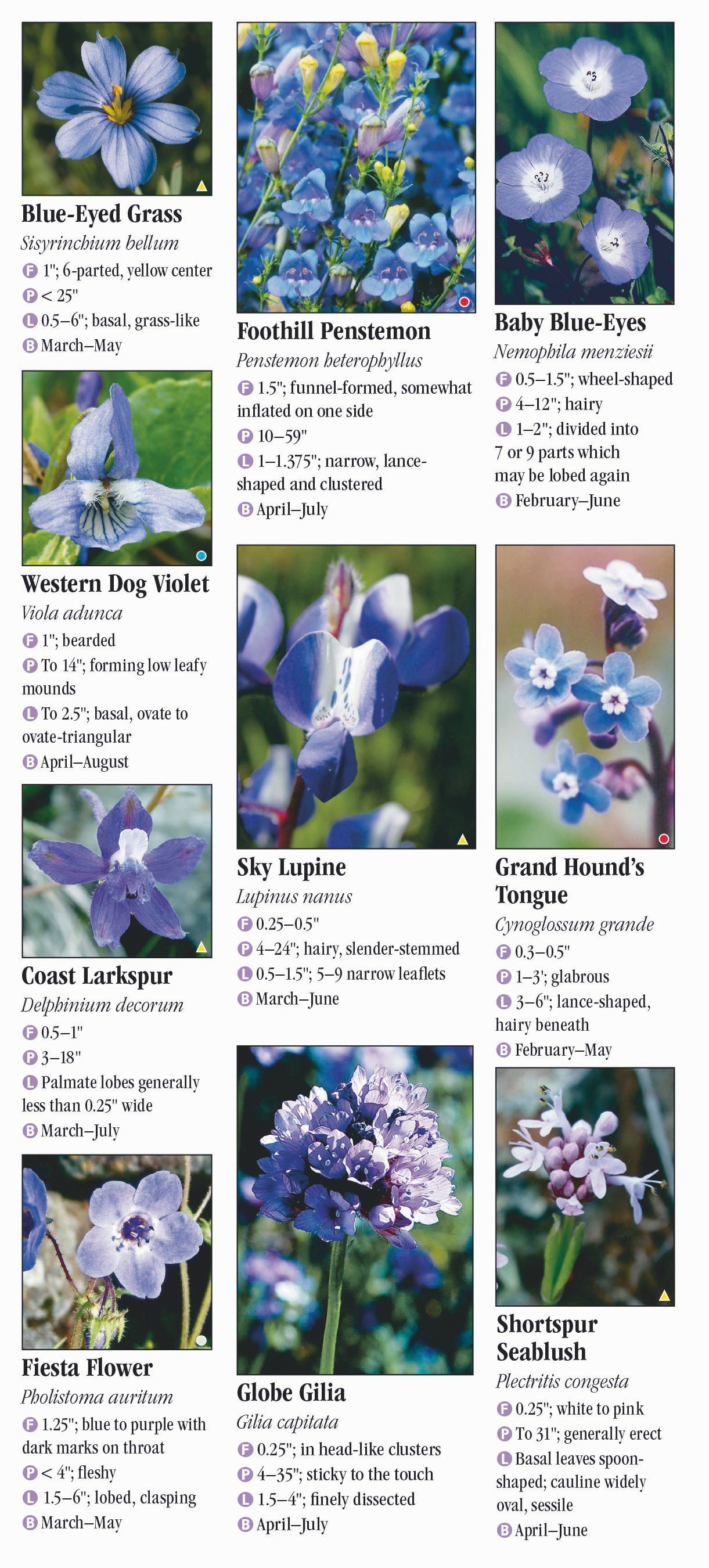 Santa Clara Valley Wildflower Guide