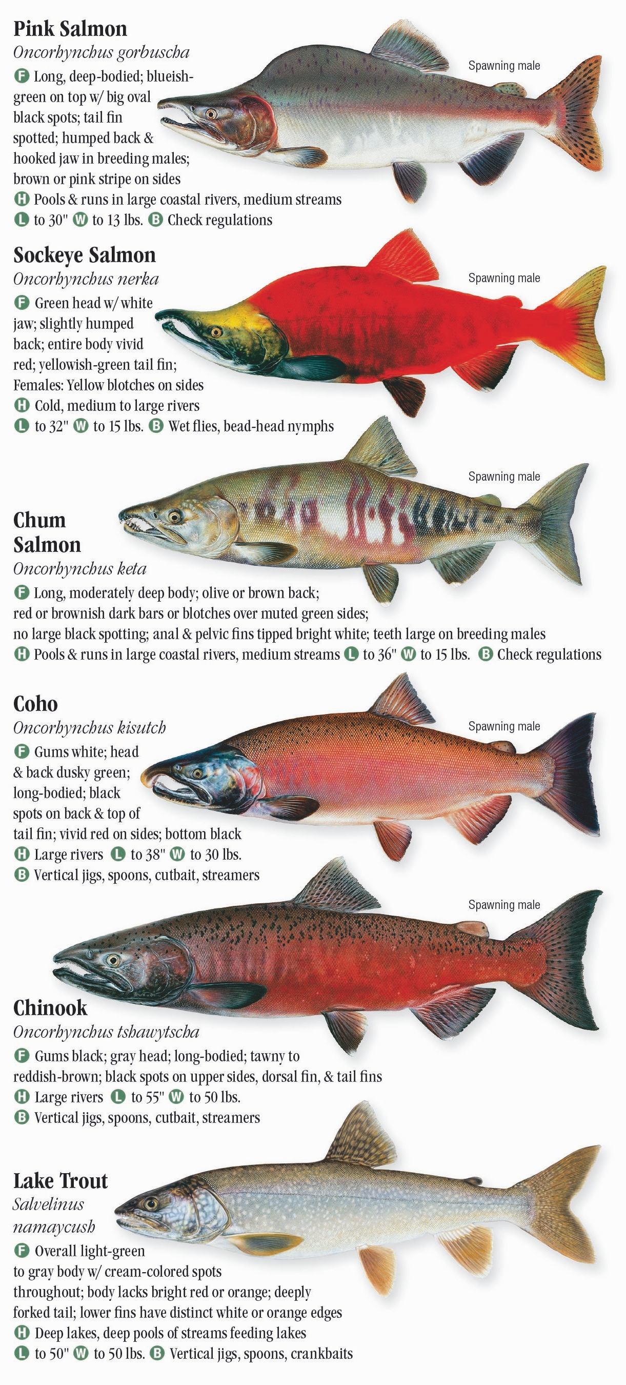 Freshwater Fish – Quick Reference Publishing Retail