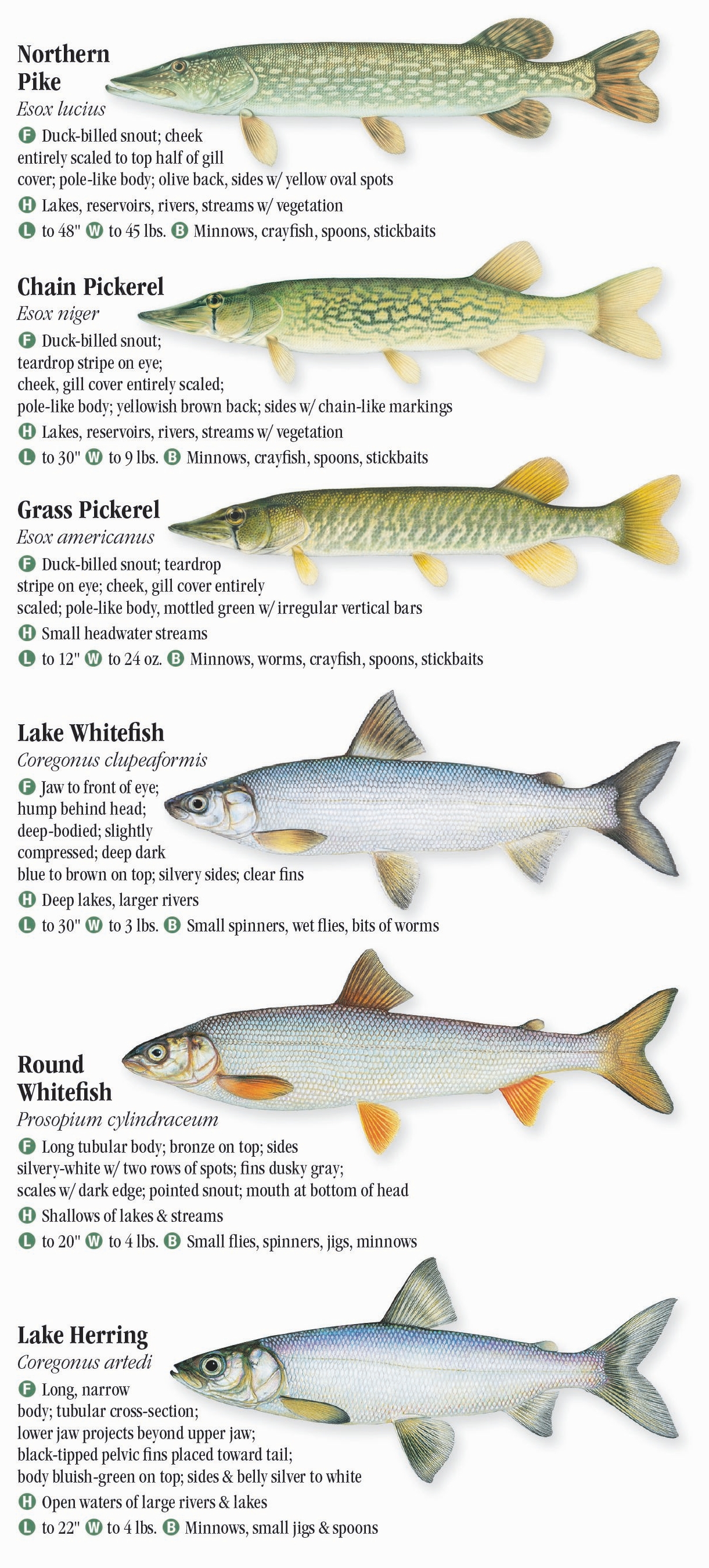 Fresh Water Fishes of the Great Lakes – Quick Reference Publishing