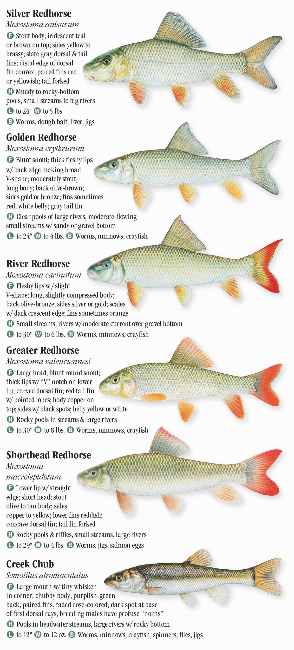 Freshwater Fishes of Kentucky – Quick Reference Publishing Retail