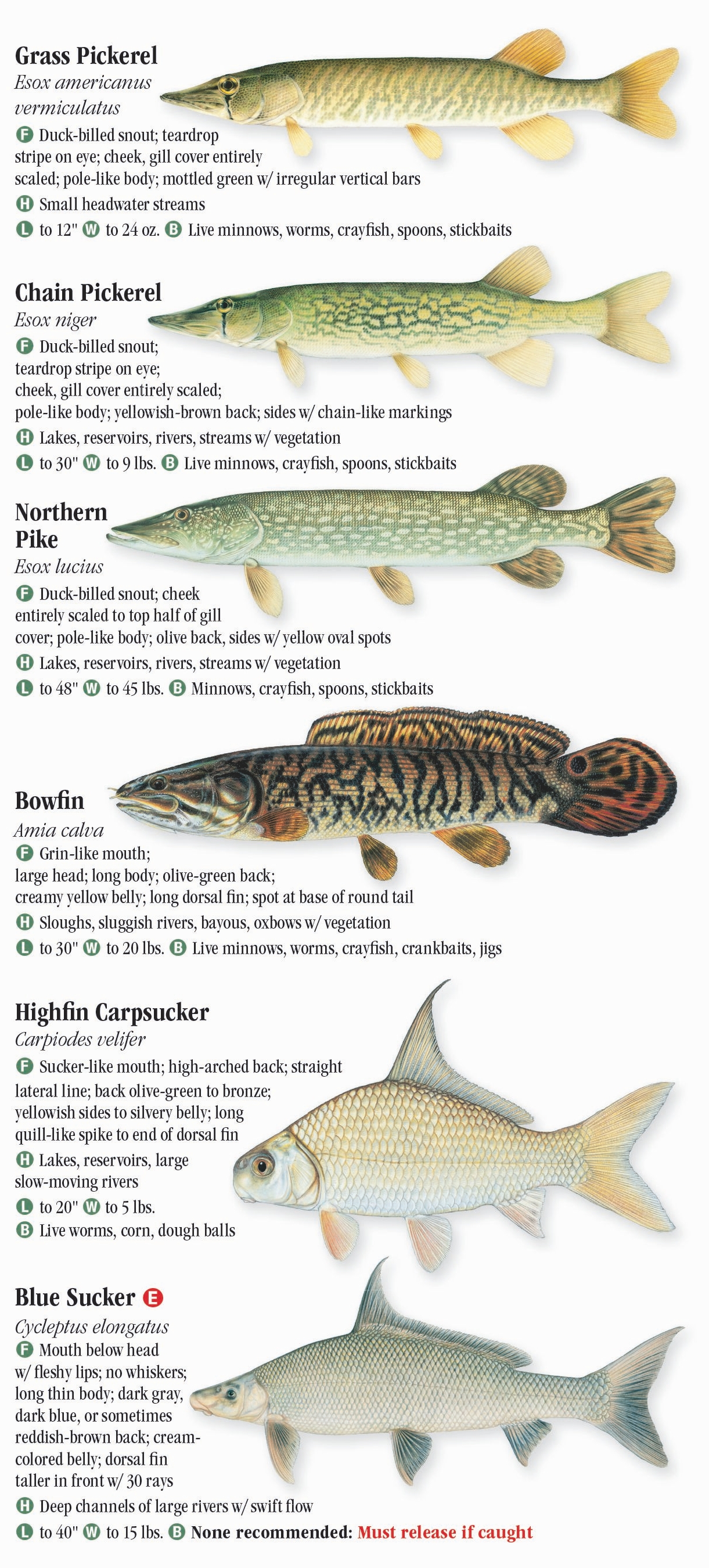 Freshwater Fishes of Arkansas – Quick Reference Publishing Retail