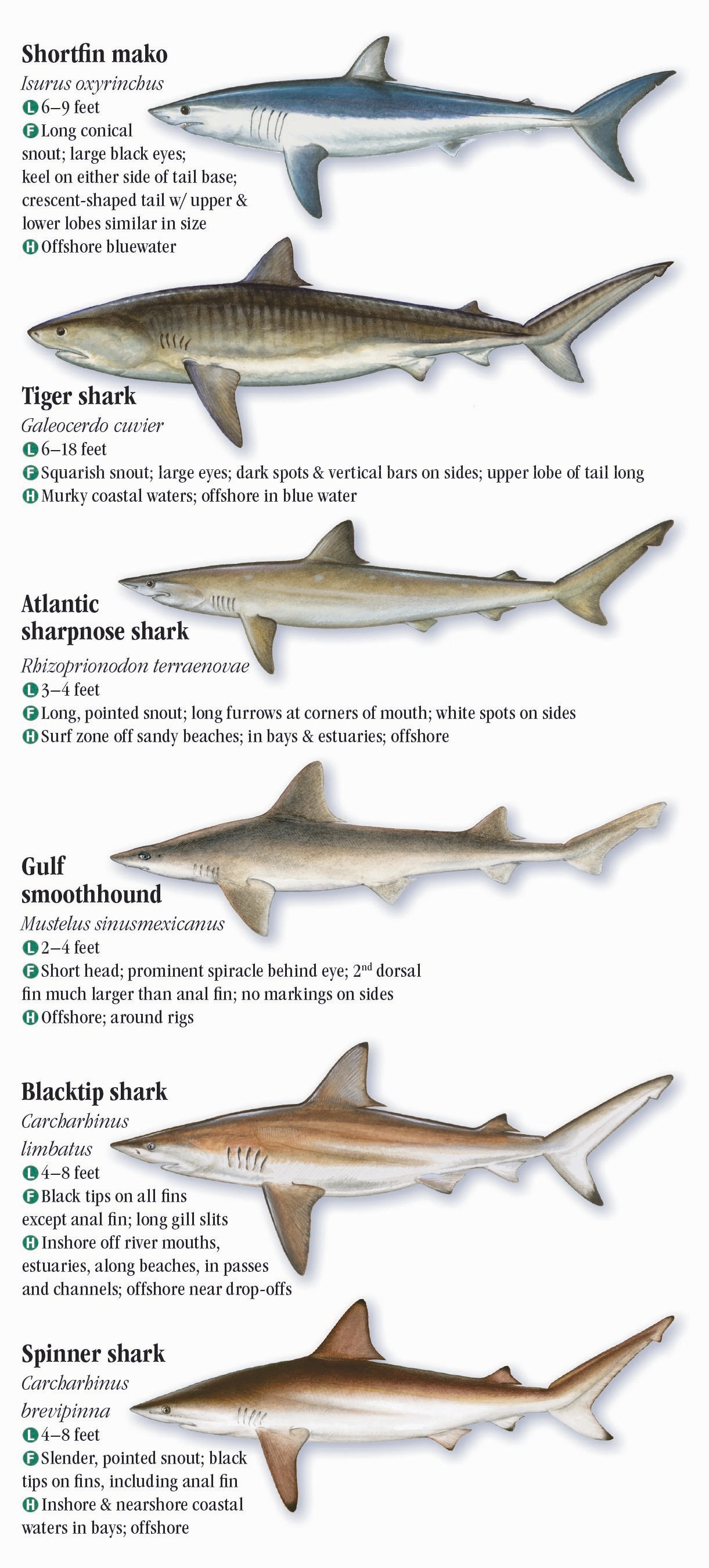 Mississippi Saltwater Fish Identification Chart