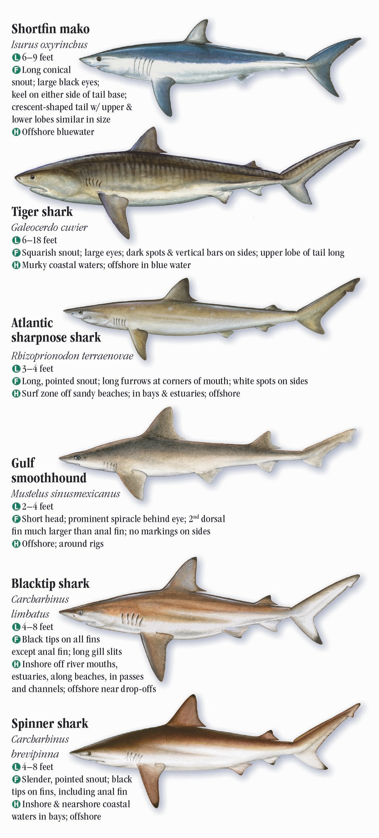 Mississippi Fish Identification Chart