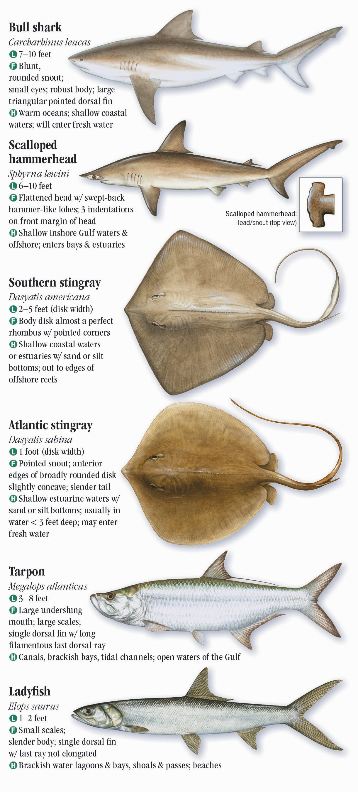 Mississippi Saltwater Fish Identification Chart