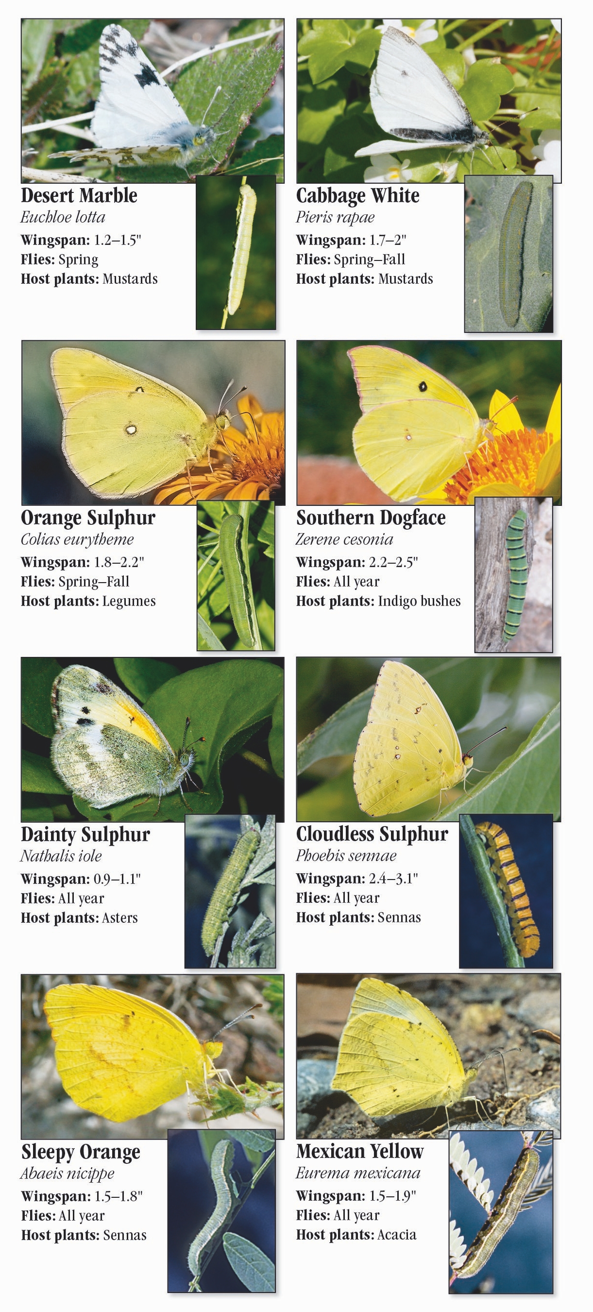A Beginners Guide to 'White' butterflies - Natural History Society of  Northumbria