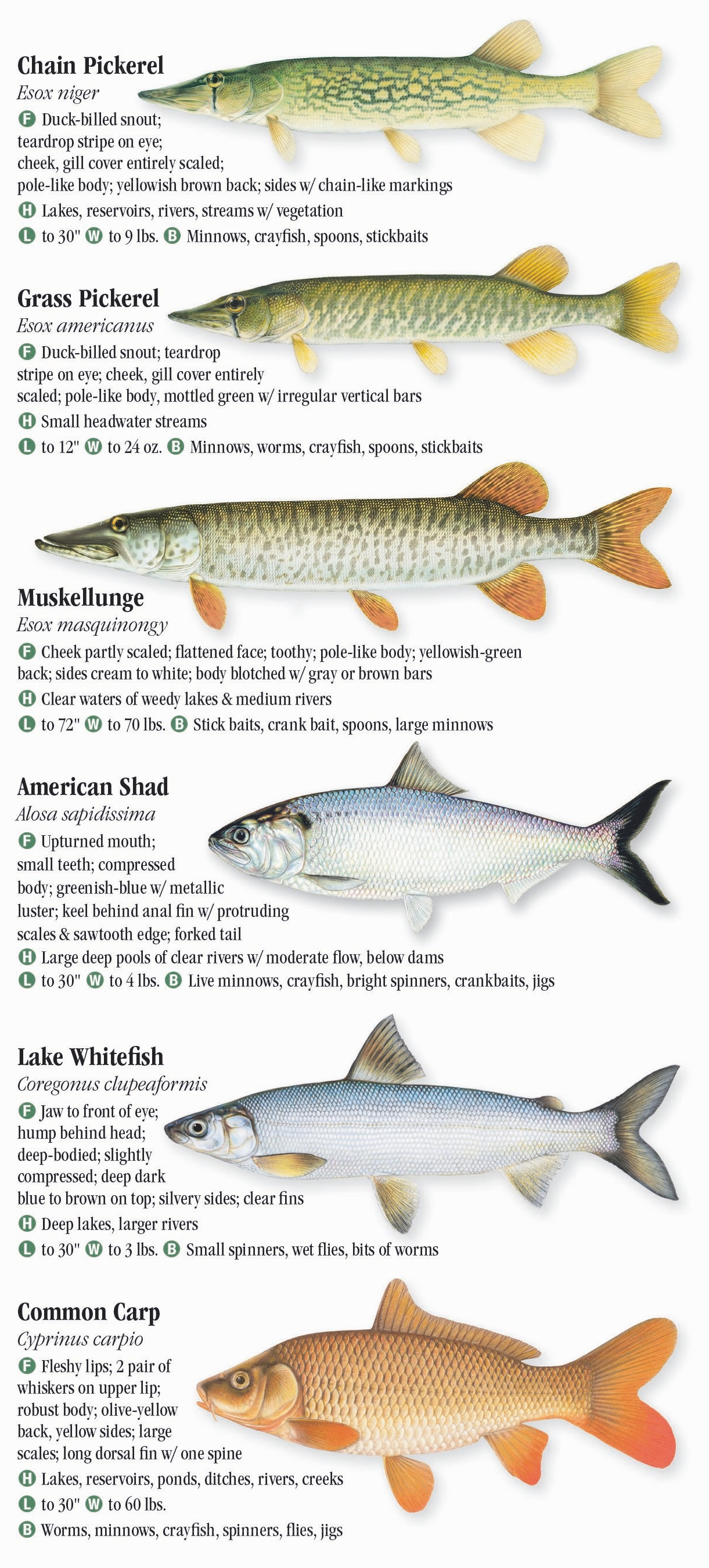 Minnow, Fish Species Guide