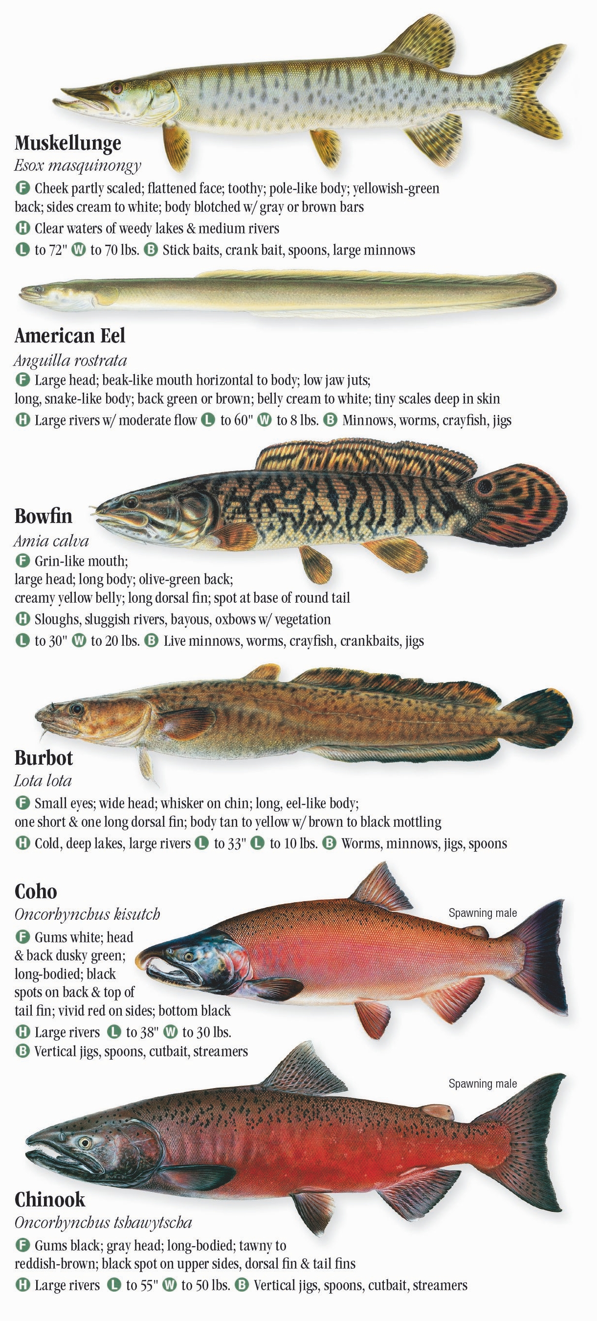 Freshwater Fishes of Illinois – Quick Reference Publishing Retail