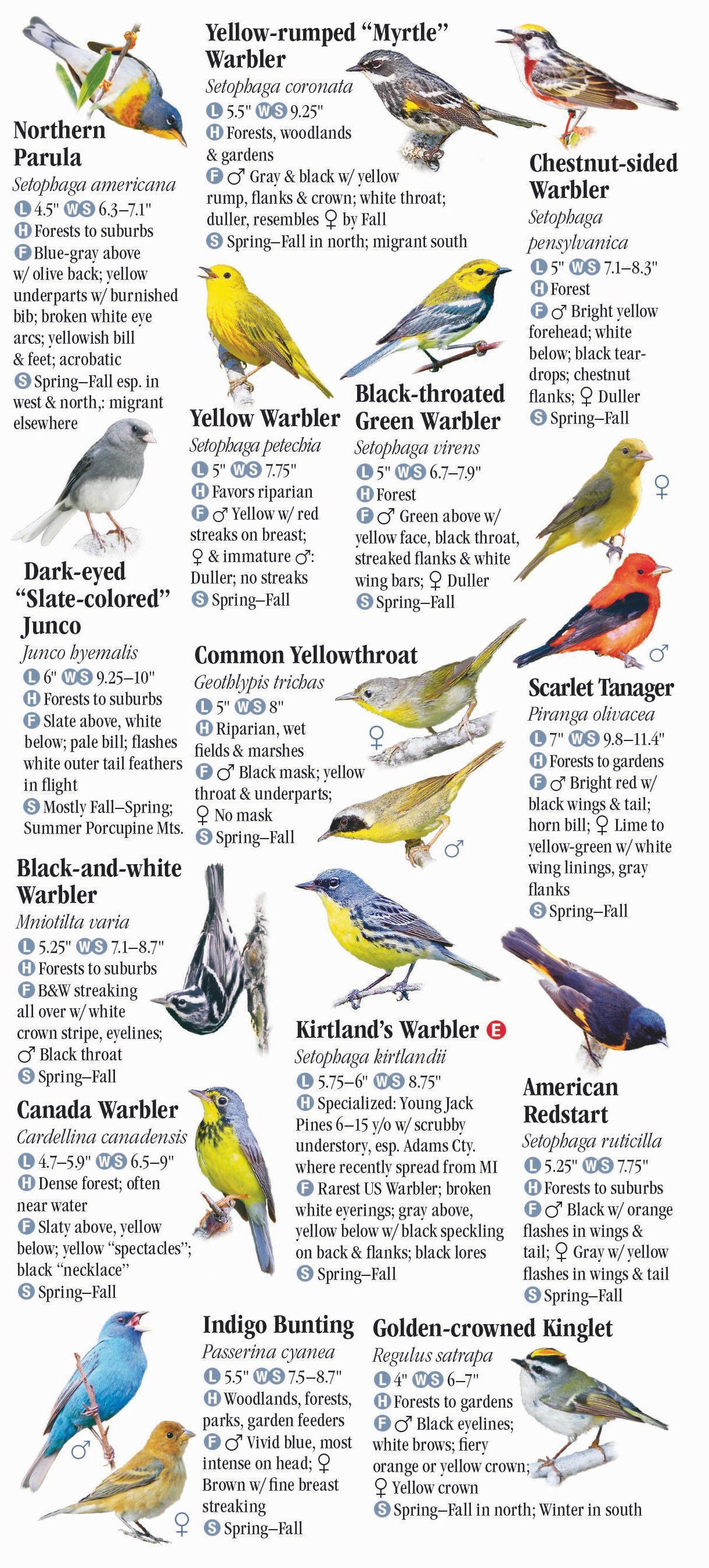 Wisconsin Winter Birds Identification Chart