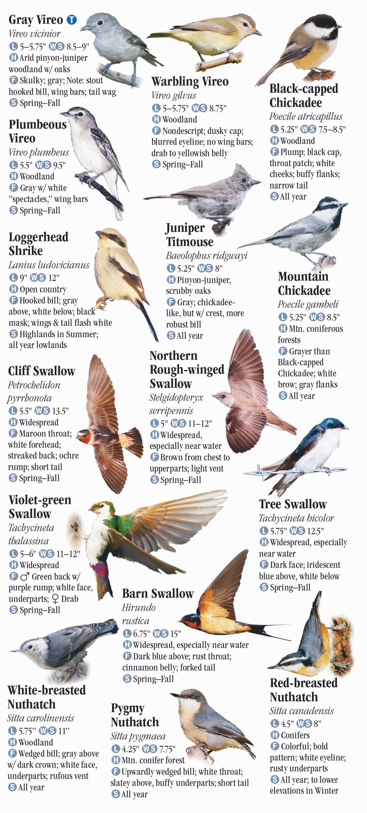 Colorado Birds Identification