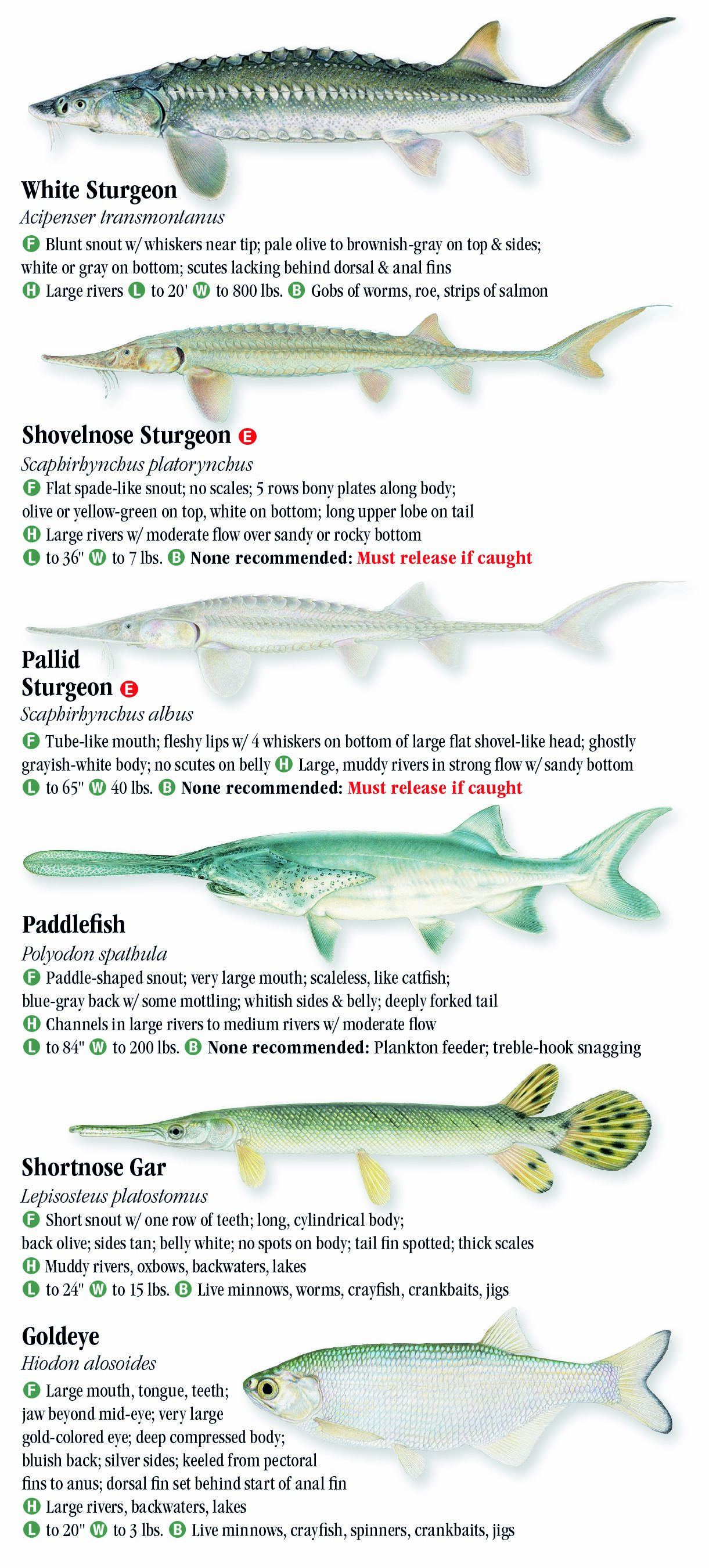 Freshwater Fish – Page 6 – Quick Reference Publishing Retail