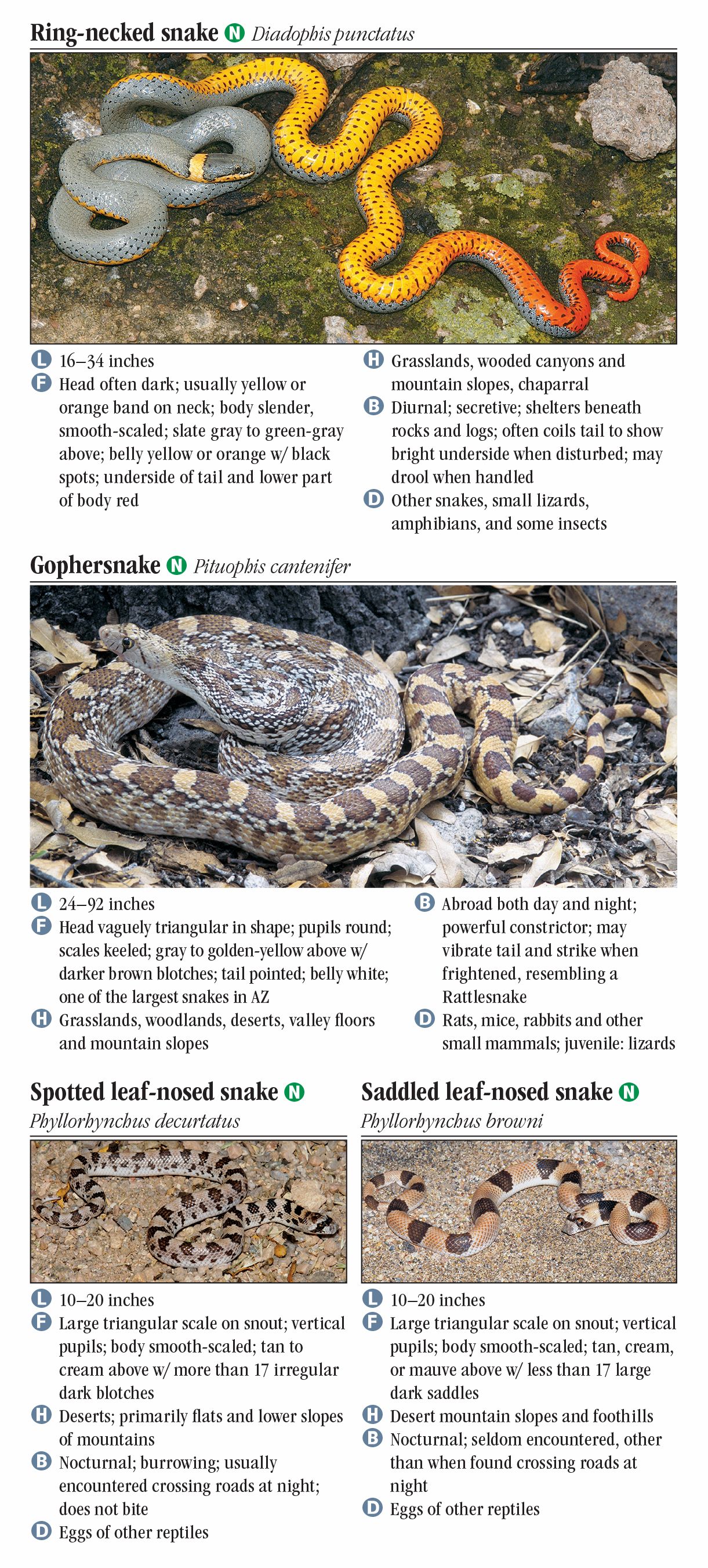 Snakes of Southeast Arizona – Quick Reference Publishing Retail Snakes of Southeast Arizona – Quick Reference Publishing Retail