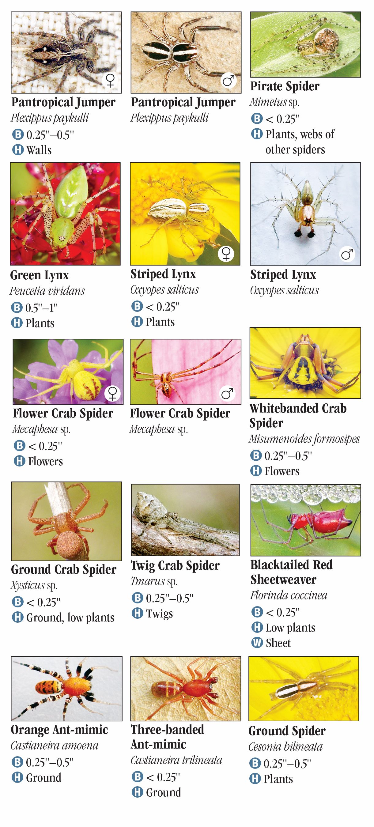 Common spider identification : r/coolguides