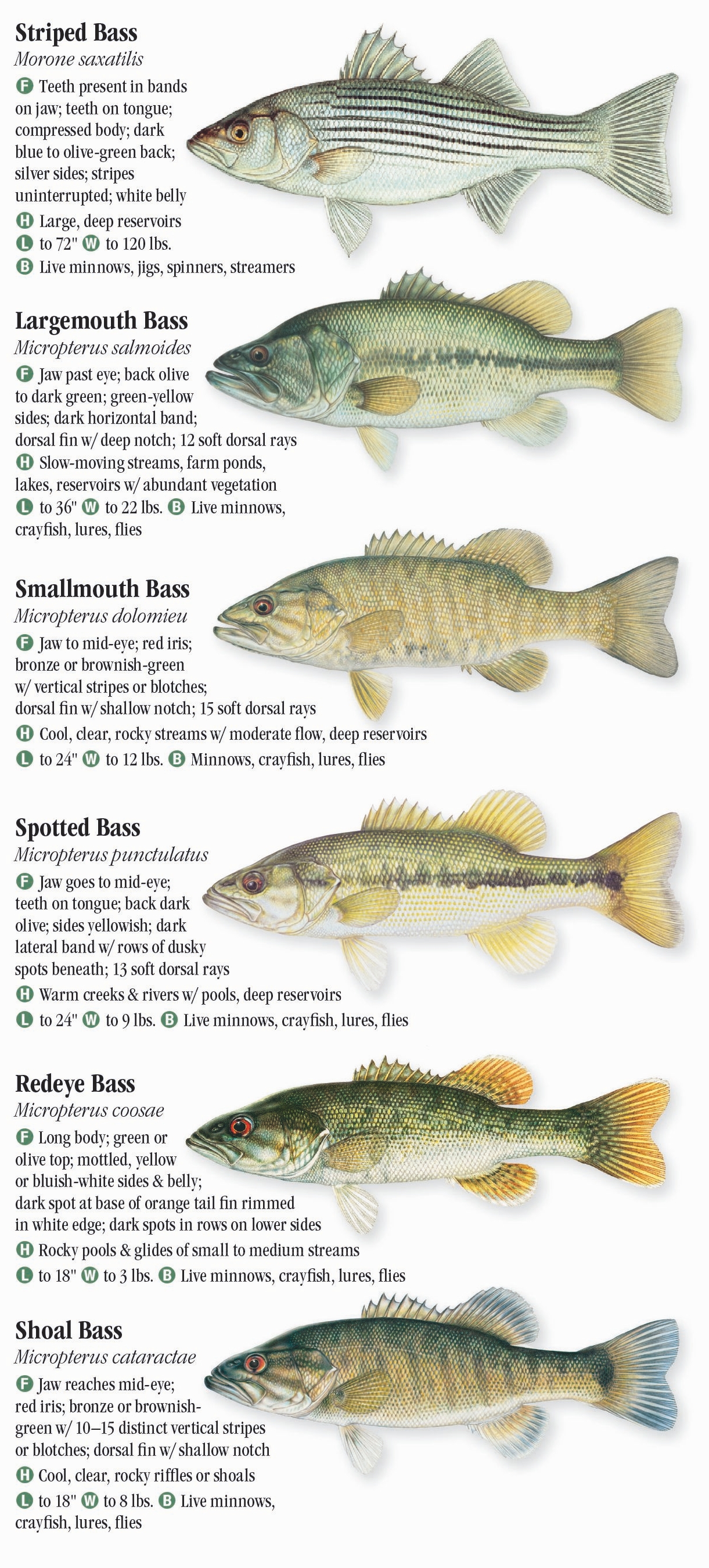 Freshwater Fishes of Alabama & Mississippi – Quick Reference
